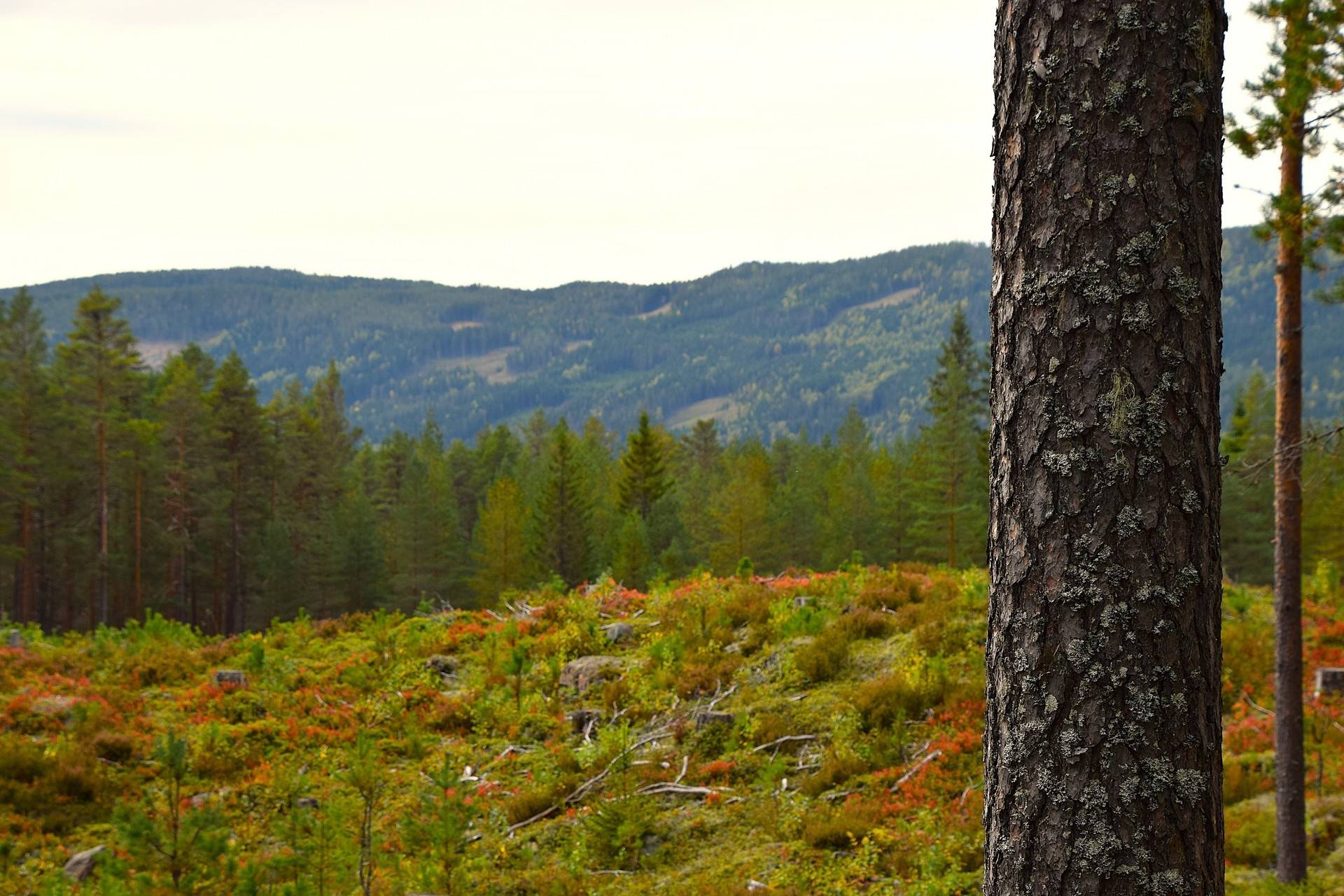 Gård med skogsbruk på Gravol Gravol Torsby kommun - bild 12
