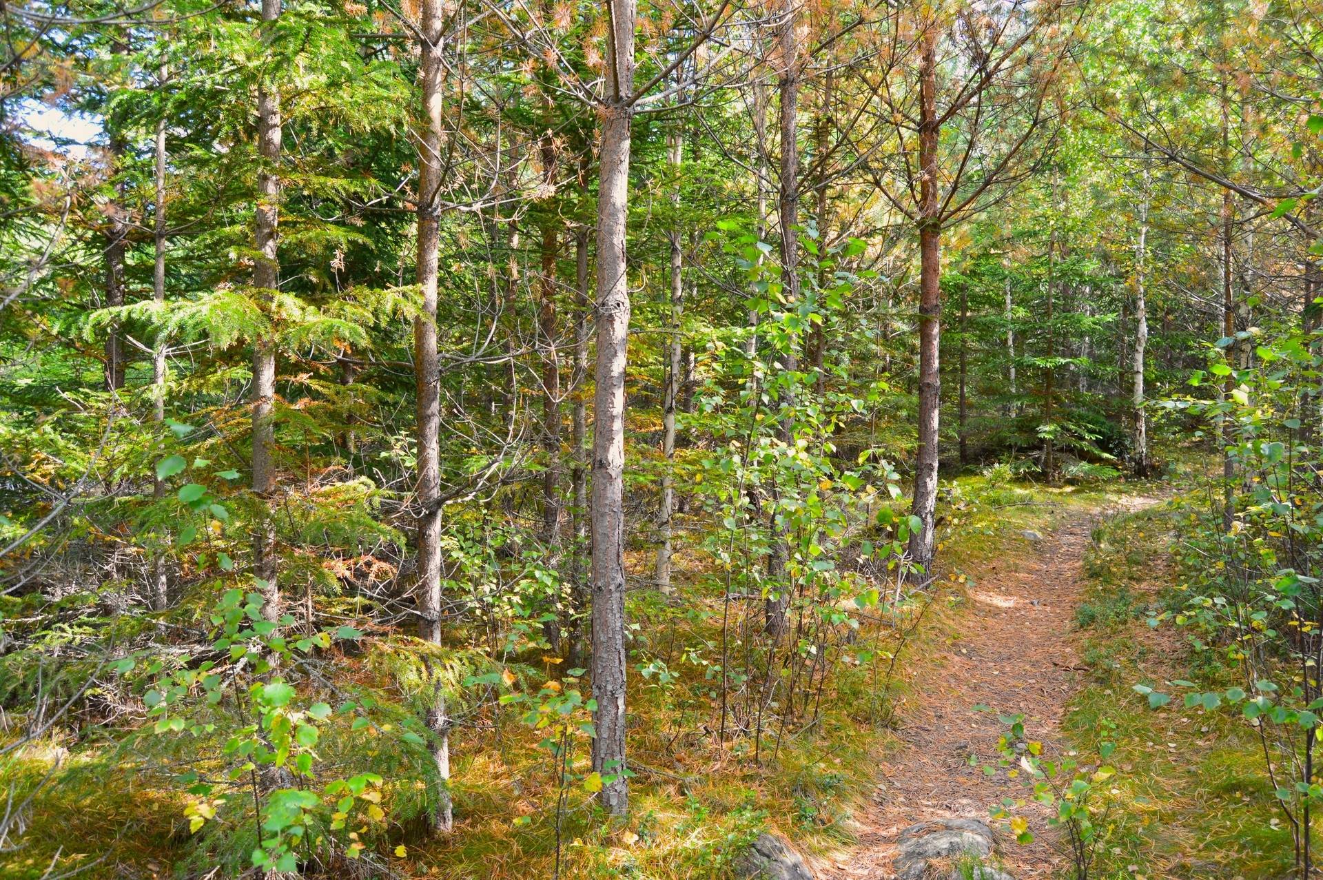 Gård med skogsbruk på Vällgården Falu kommun - bild 17
