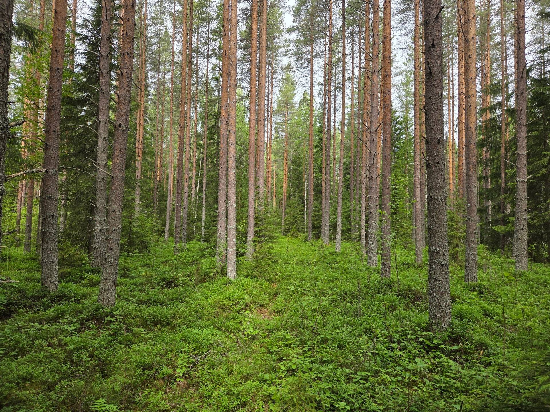 Gård med skogsbruk på Burträsks-Gammelbyn Skellefteå kommun - bild 10