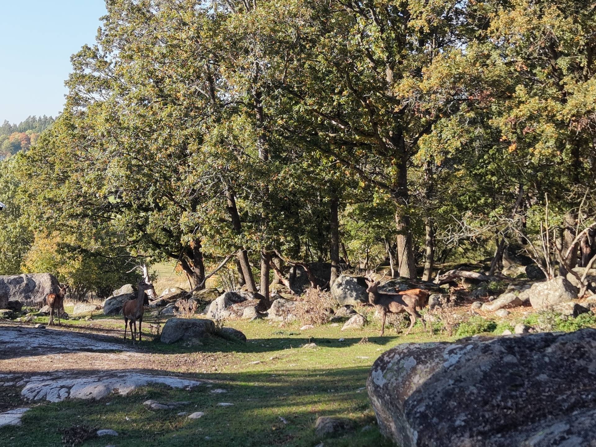 Gård med jordbruk på Vallingedal Nedergård Vallingedal Kinda kommun - bild 24