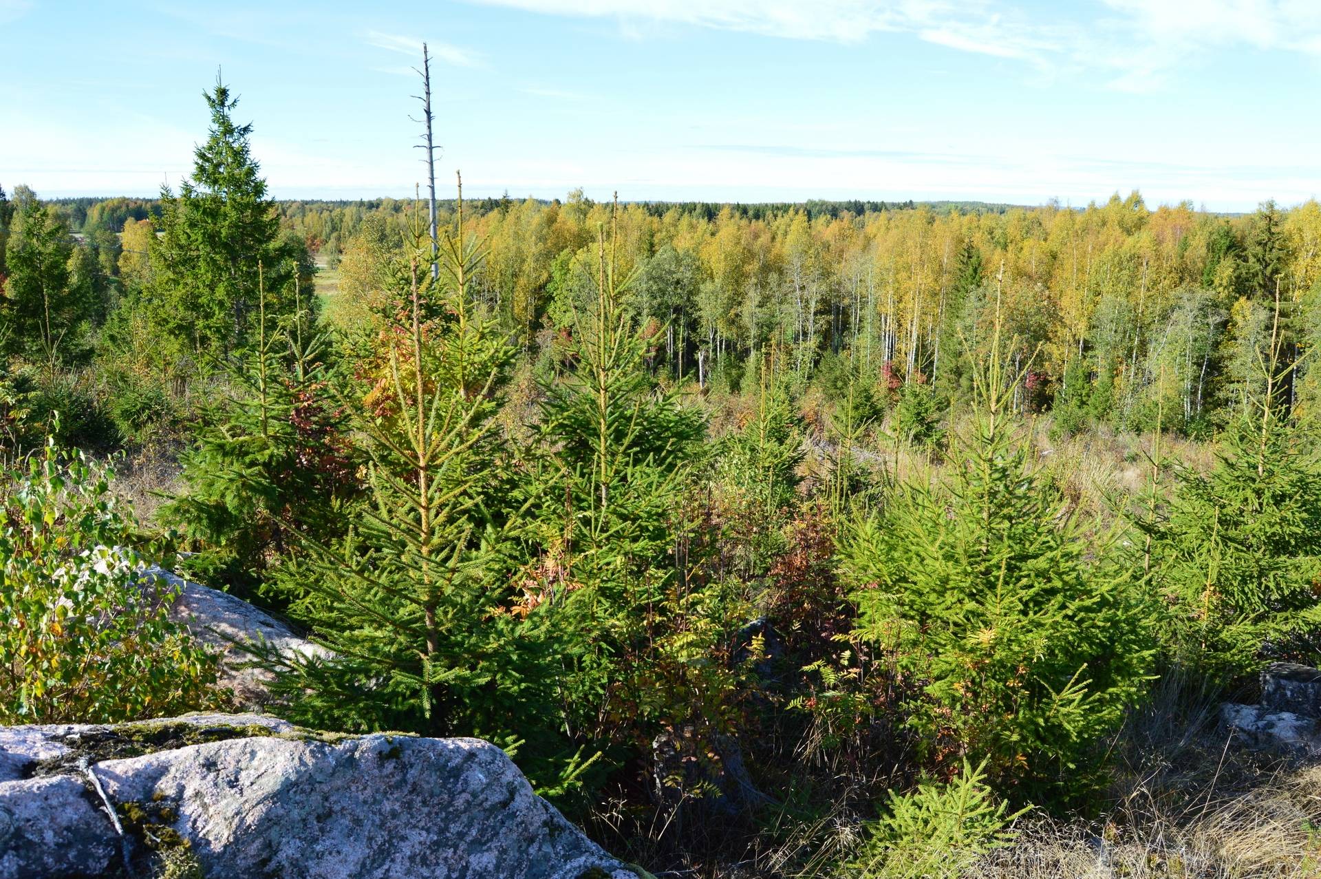 Gård med skogsbruk på Landtjärn Sandvikens kommun - bild 35