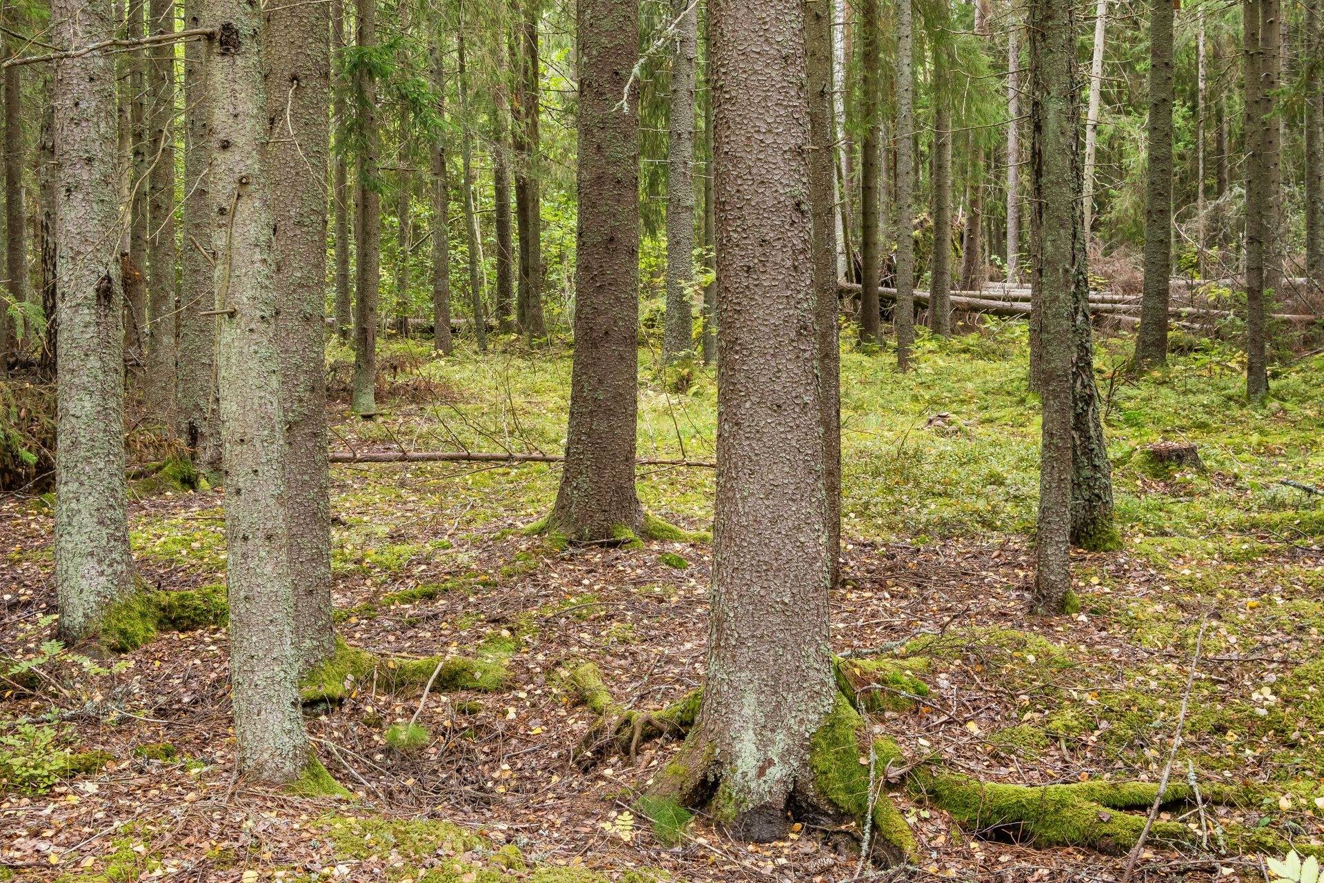 5 rum Gård/skog på Björsjö 3 Stusshyttan Avesta kommun - bild 33