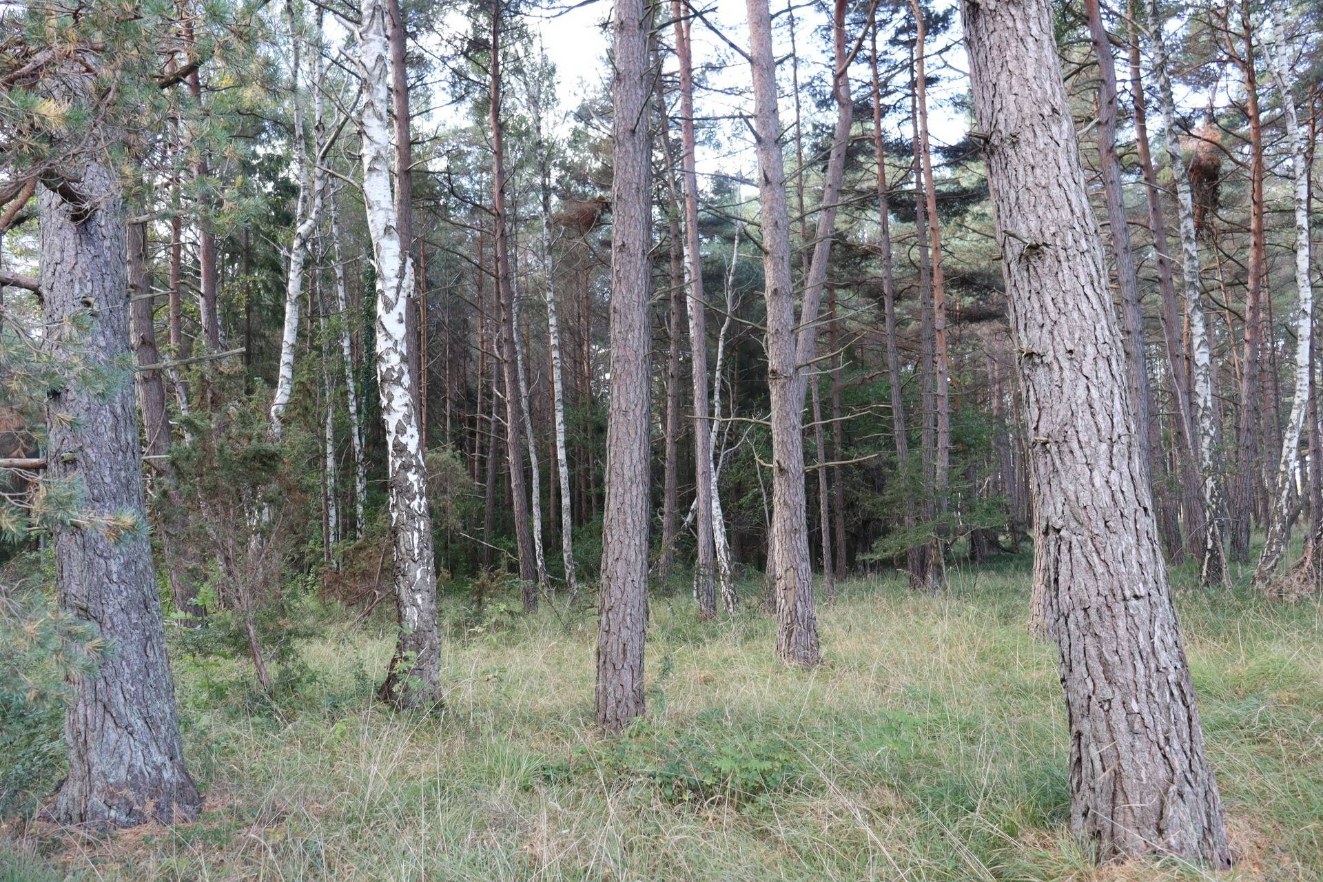 6 rum Gård med jordbruk på Prästgårdsvägen 53 Havdhem - Södra Gotland Gotlands kommun - bild 91