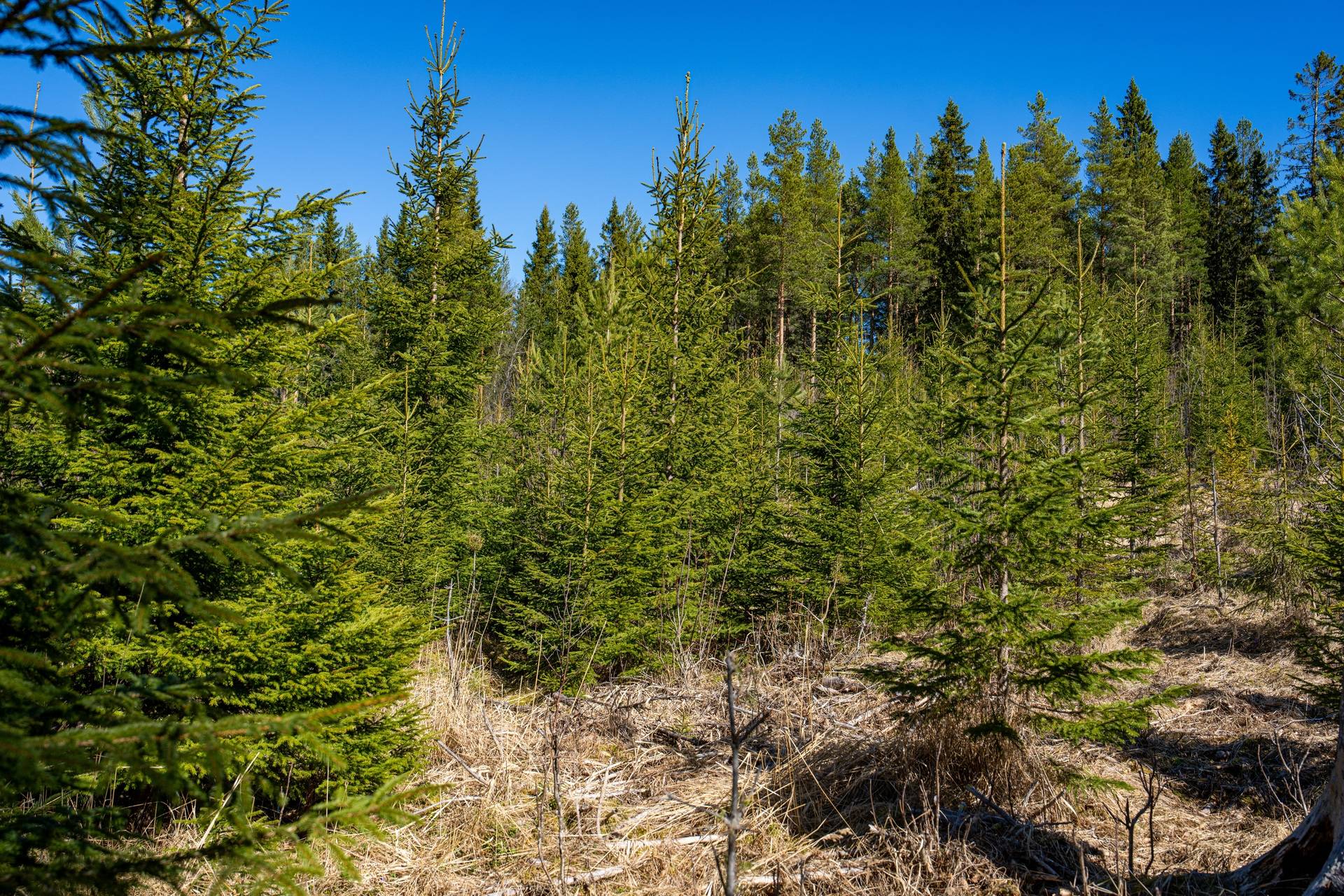 Gård/skog på Granbo skogen Krokoms kommun - bild 7