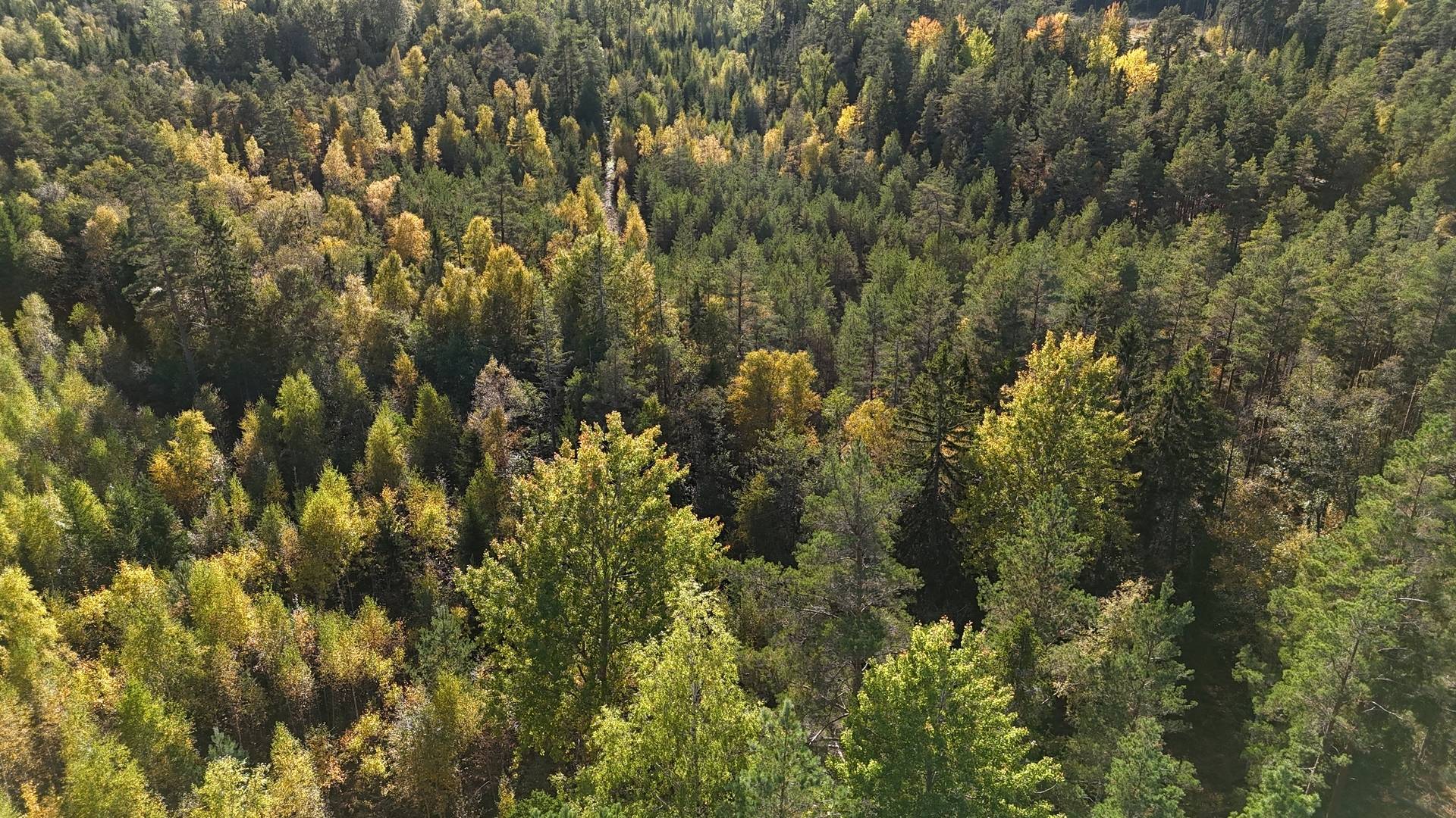 Gård/skog på Vamsta, intill naturreservatet Östhammars kommun - bild 5