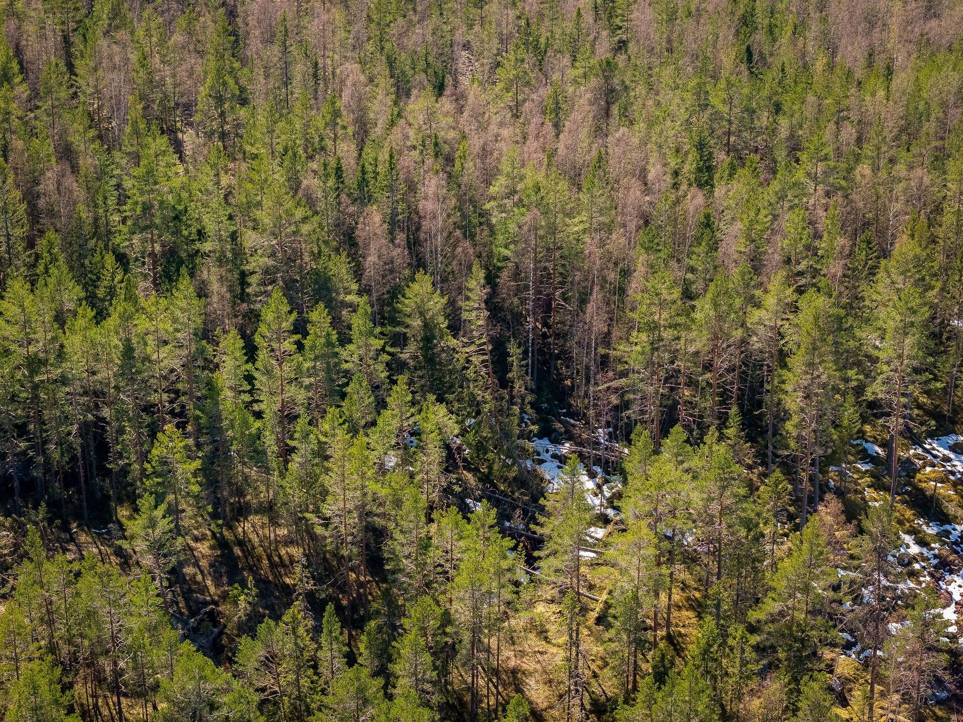 Gård med skogsbruk på SÖDERHAMN NÄSET 4:1 Söderhamns kommun - bild 39