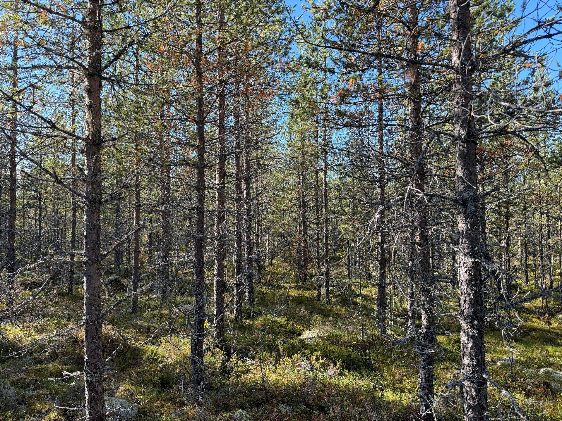 Gård/skog på Limbäck 103:2 Mora kommun - bild 12