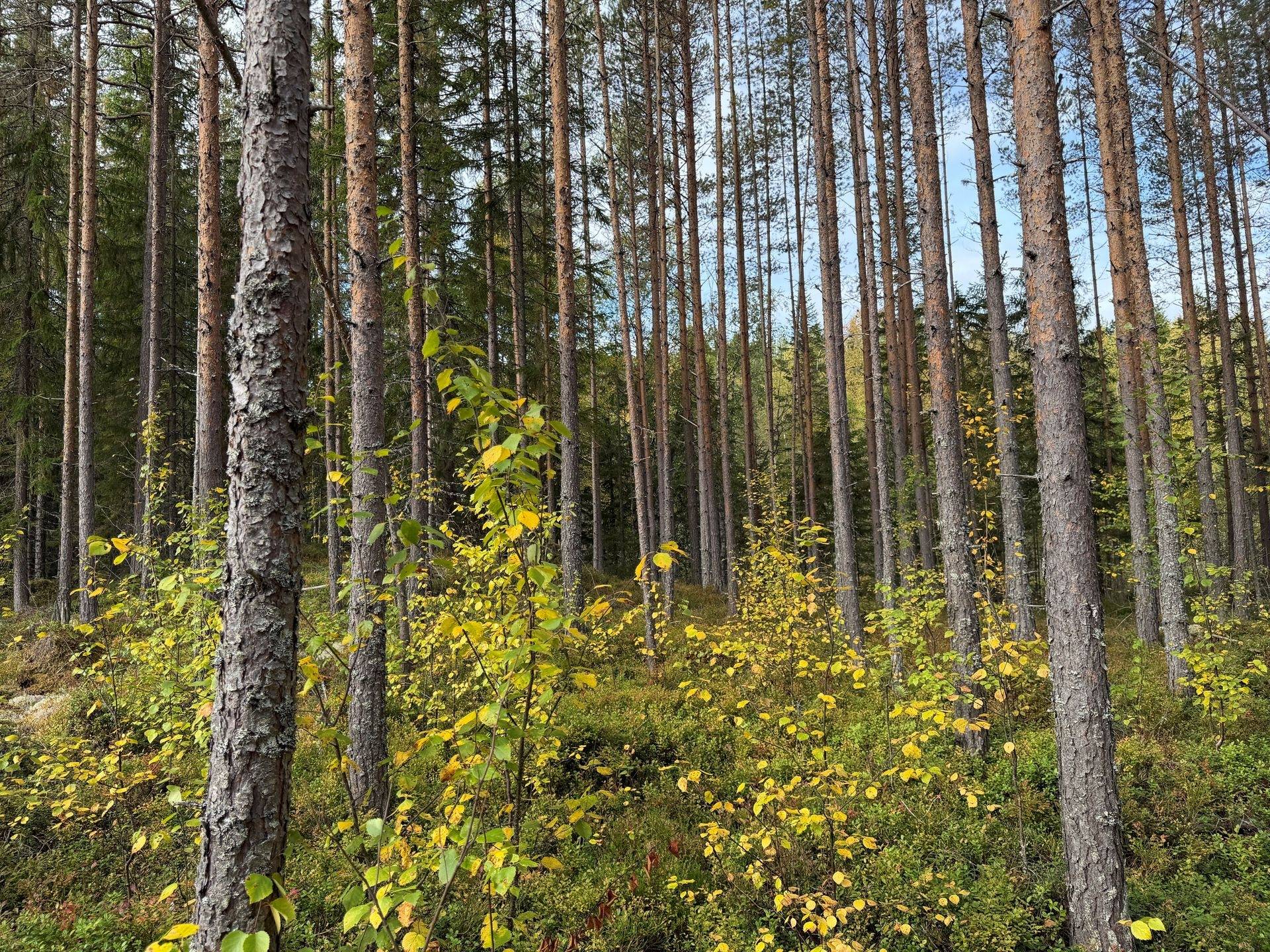 Gård/skog på Limbäck 89:3 Våmhus Mora kommun - bild 32