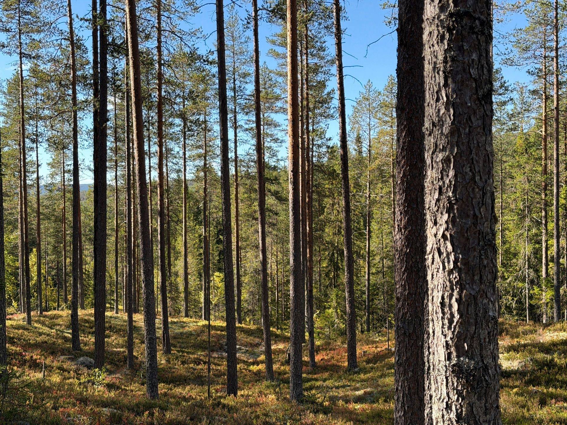 Gård/skog på Limbäck 89:3 Våmhus Mora kommun - bild 28