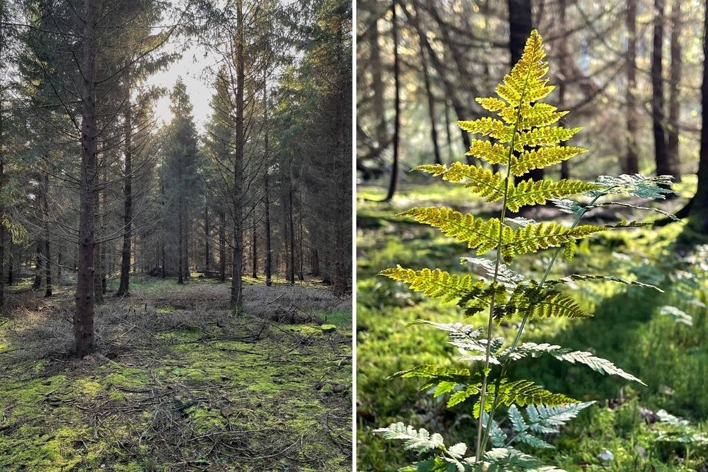 4 rum Gård med skogsbruk på Länghult 609 Dagstorp Höörs kommun - bild 17
