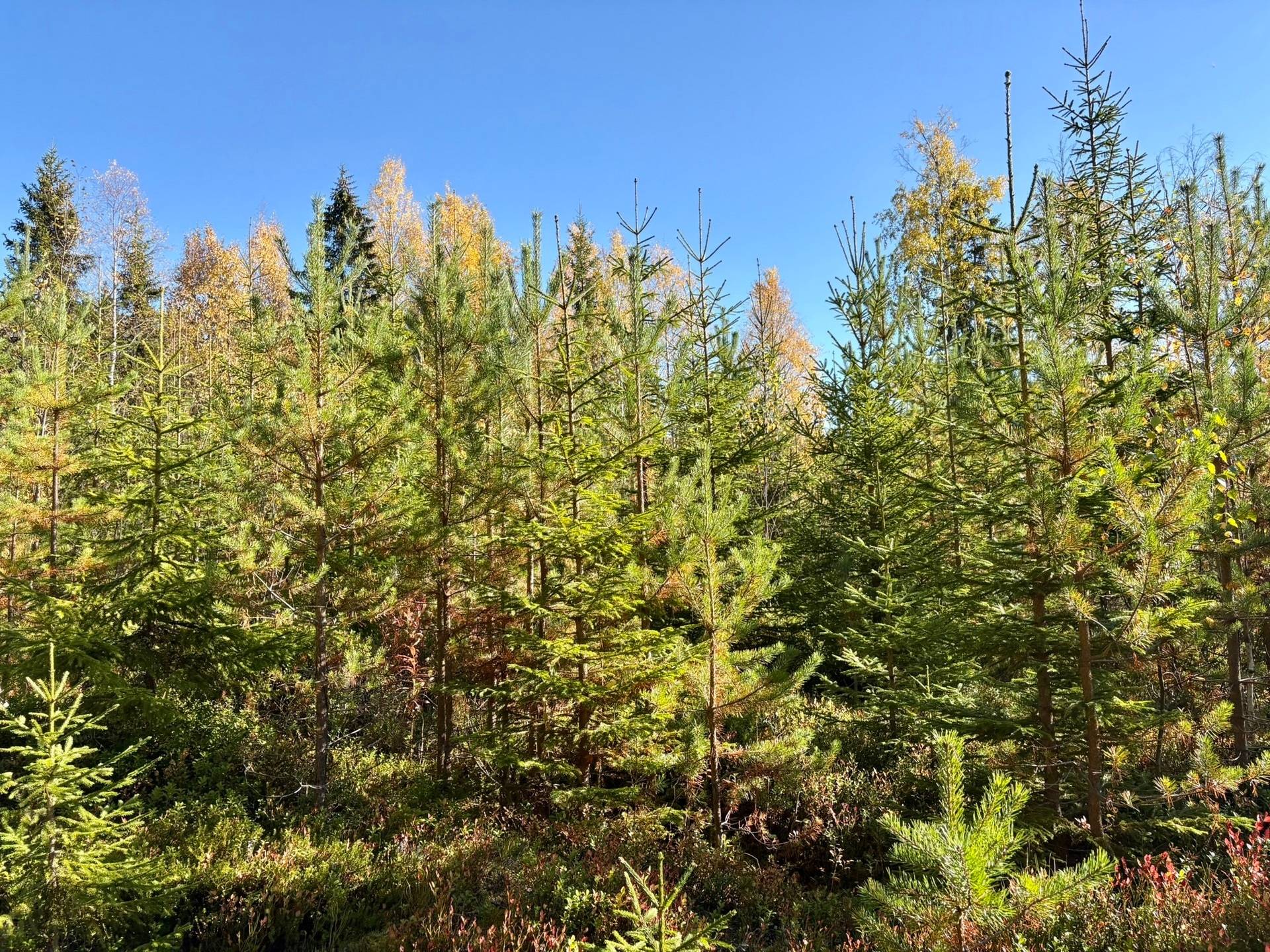 Gård/skog på Örträsk 2:38 Lycksele kommun - bild 16