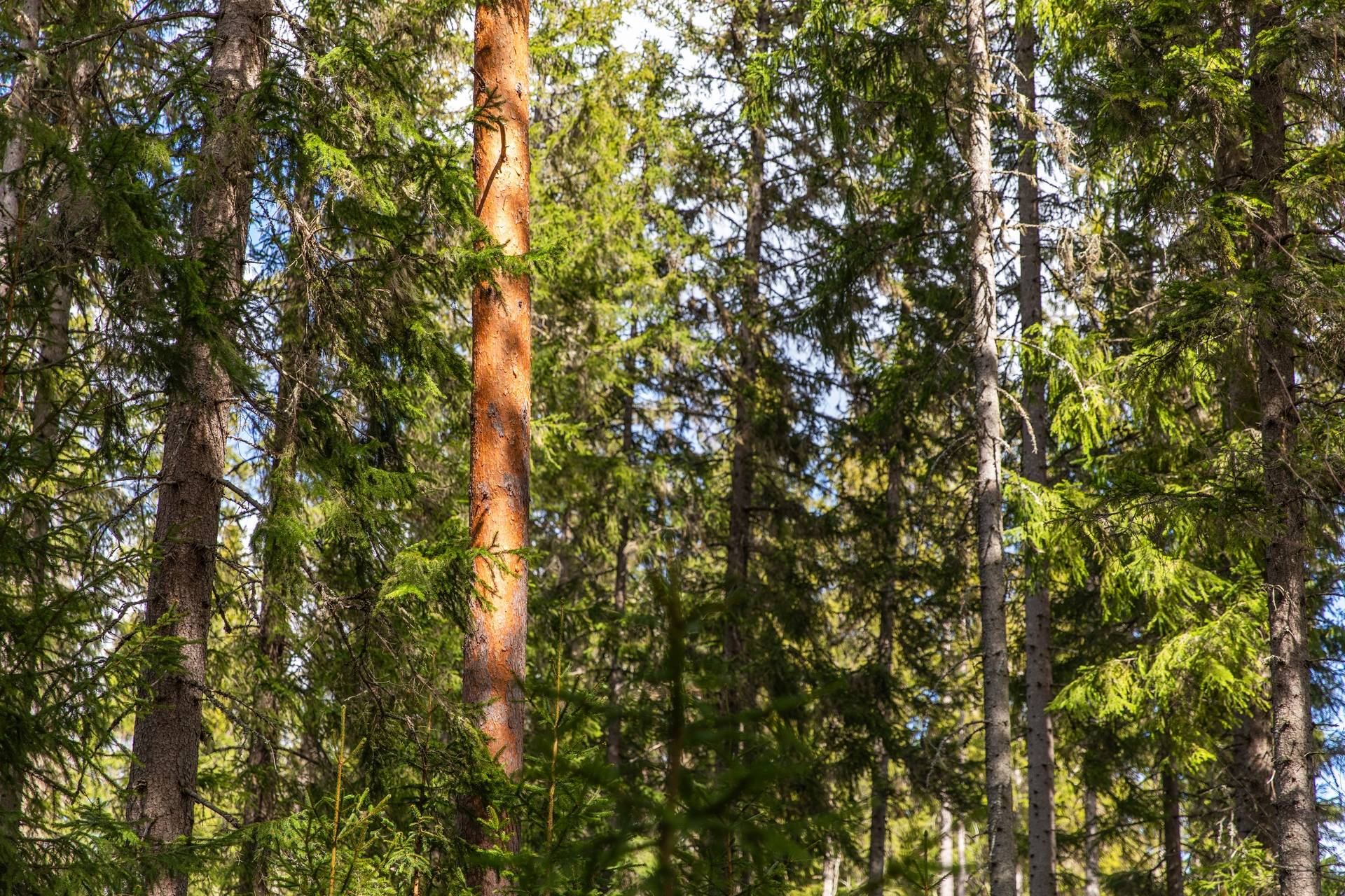 Gård med skogsbruk Stöde Sundsvalls kommun - bild 13