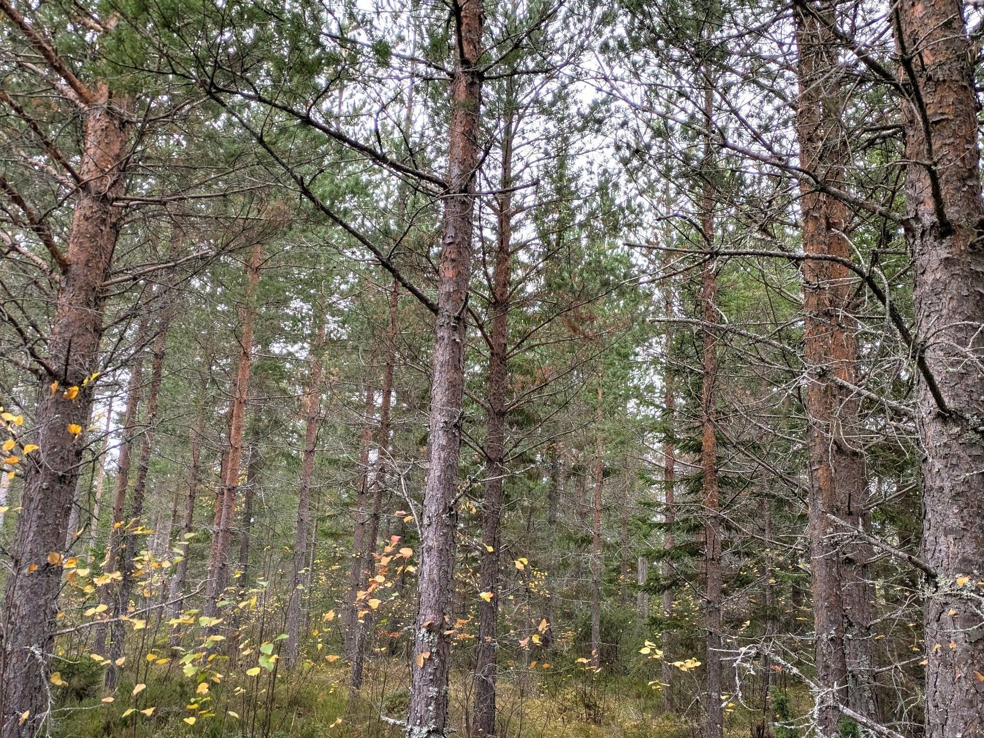 Gård/skog på Skogsfastighet Åckne 3:3 Gnarp Nordanstigs kommun - bild 1