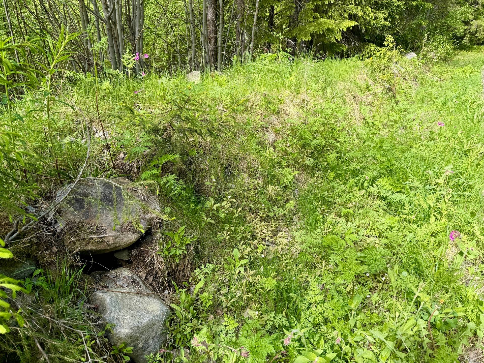 Gård/skog på Skellefteå Degerbyn Degerbyn Skellefteå kommun - bild 7