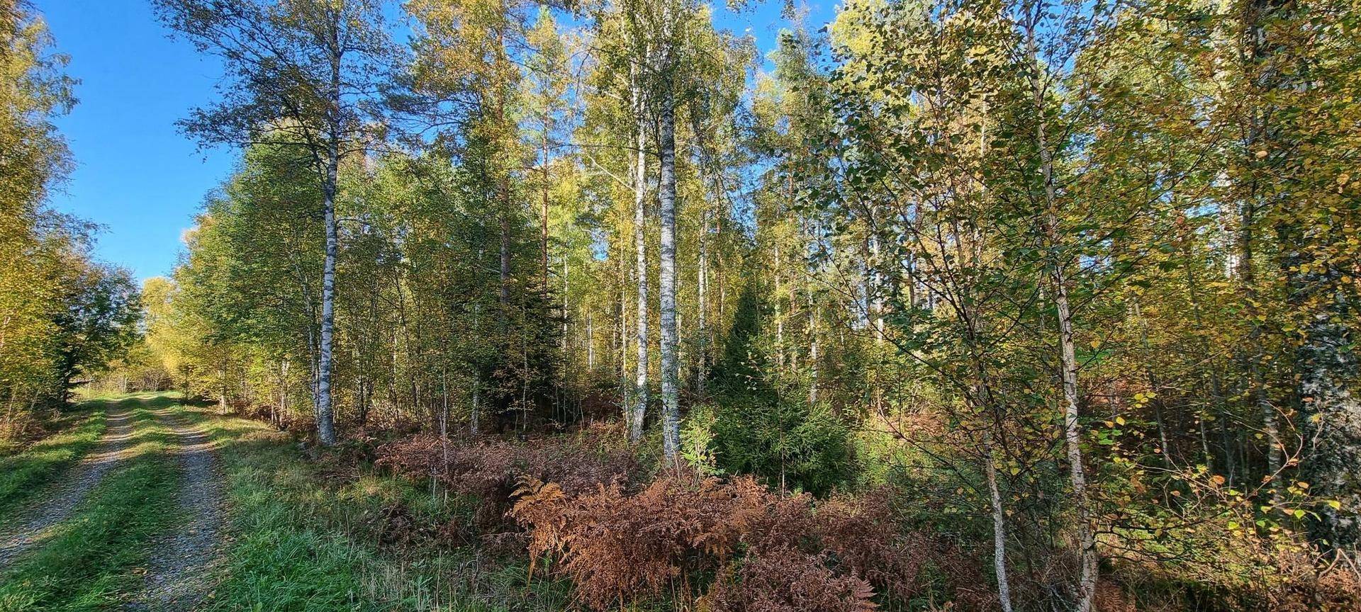 Gård/skog på Vamsta, intill naturreservatet Östhammars kommun - bild 10