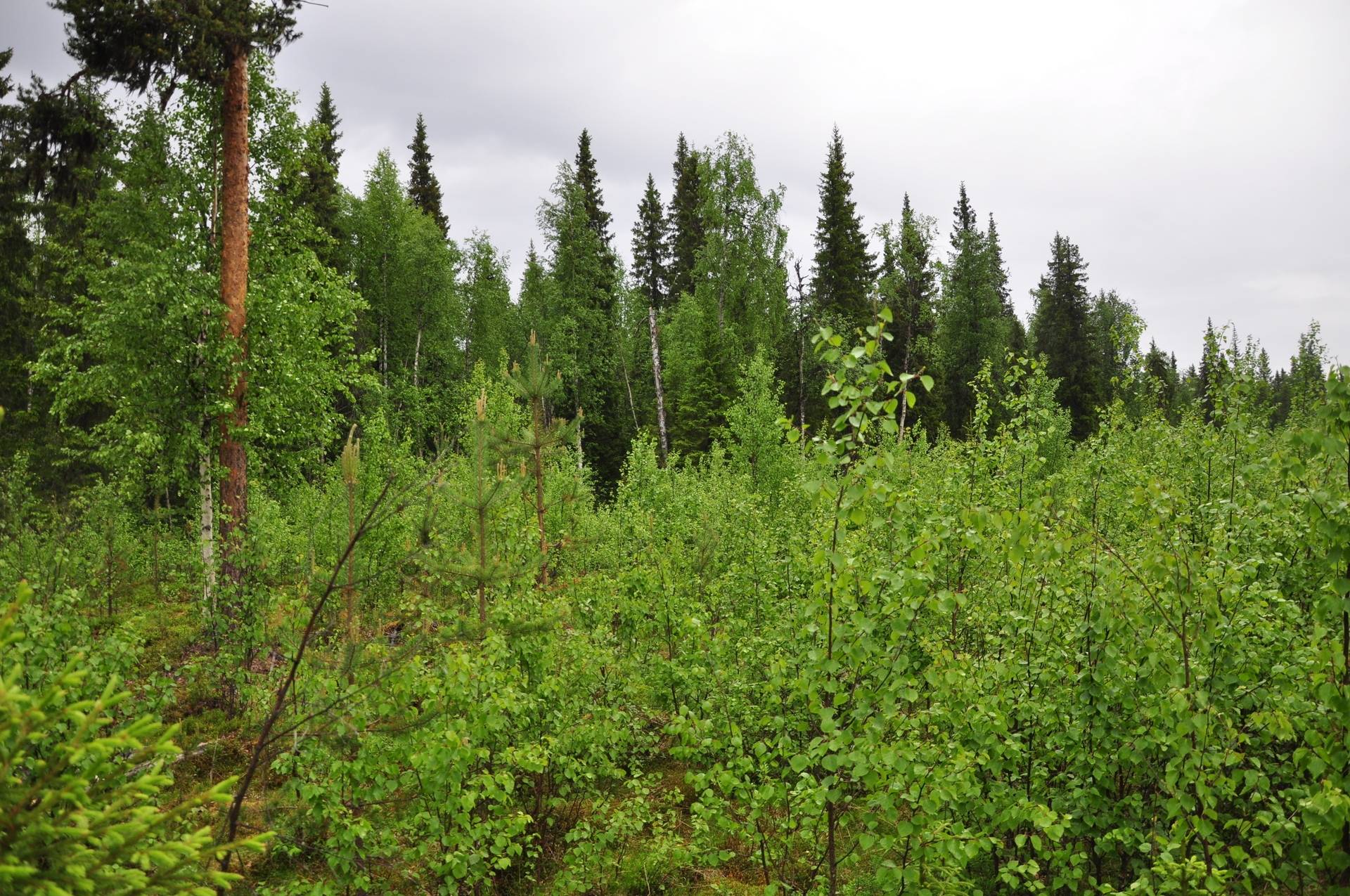 5 rum Gård med skogsbruk på Kartirova 5 Gällivare kommun - bild 19