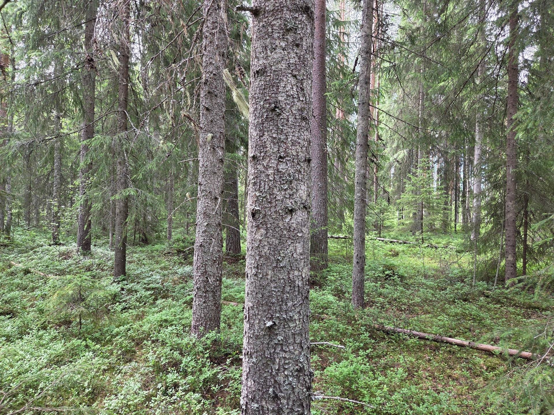 Gård med skogsbruk på Burträsks-Gammelbyn Skellefteå kommun - bild 41