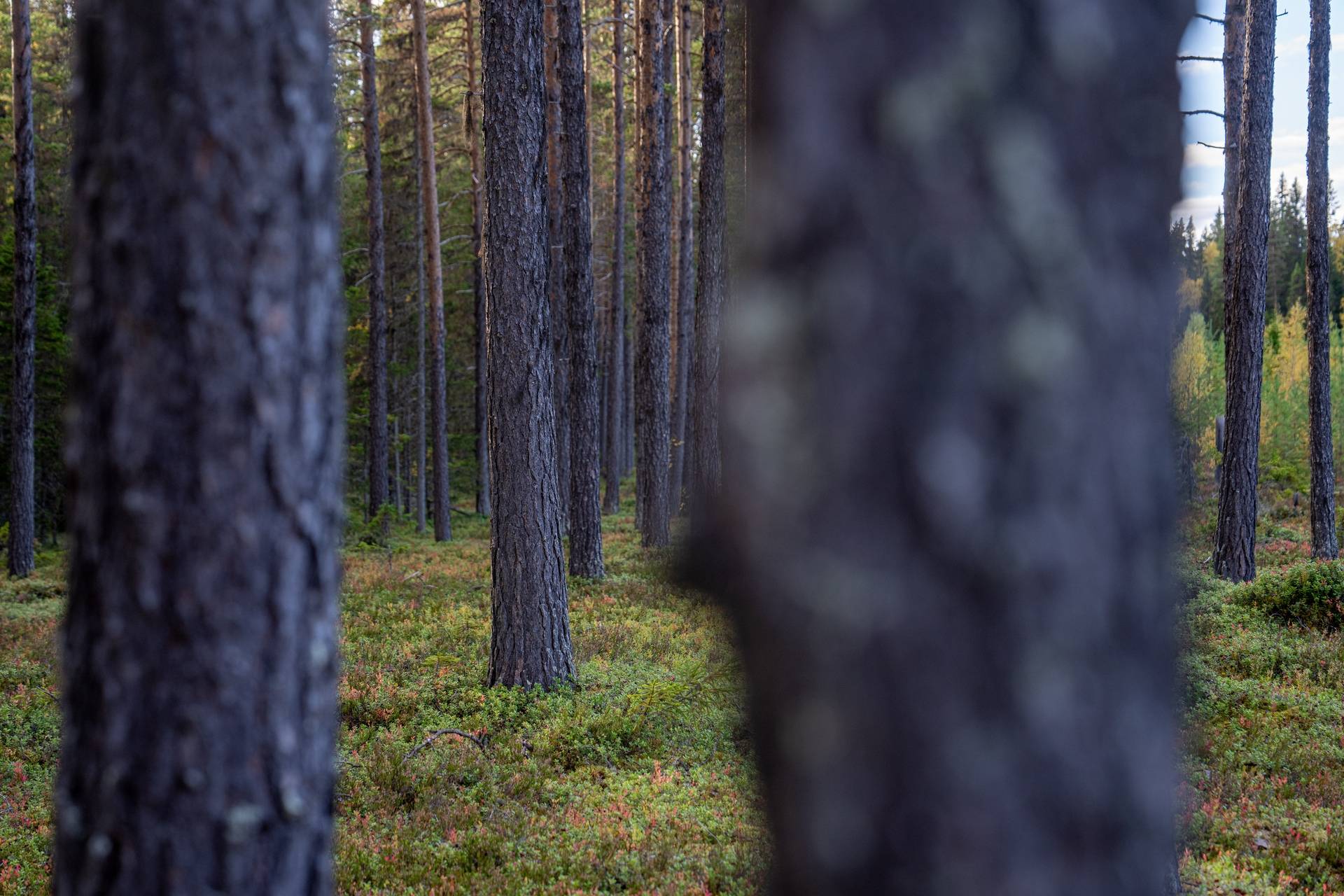 Gård/skog på Öravattnet Ragunda kommun - bild 11
