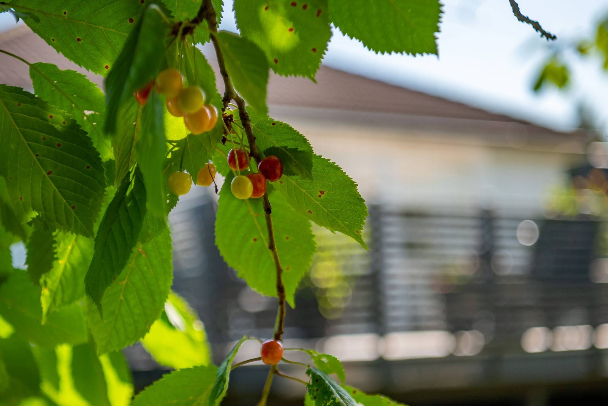 5 rum Villa på Nyarpsgatan 6 Bankeryd Jönköpings kommun - bild 7