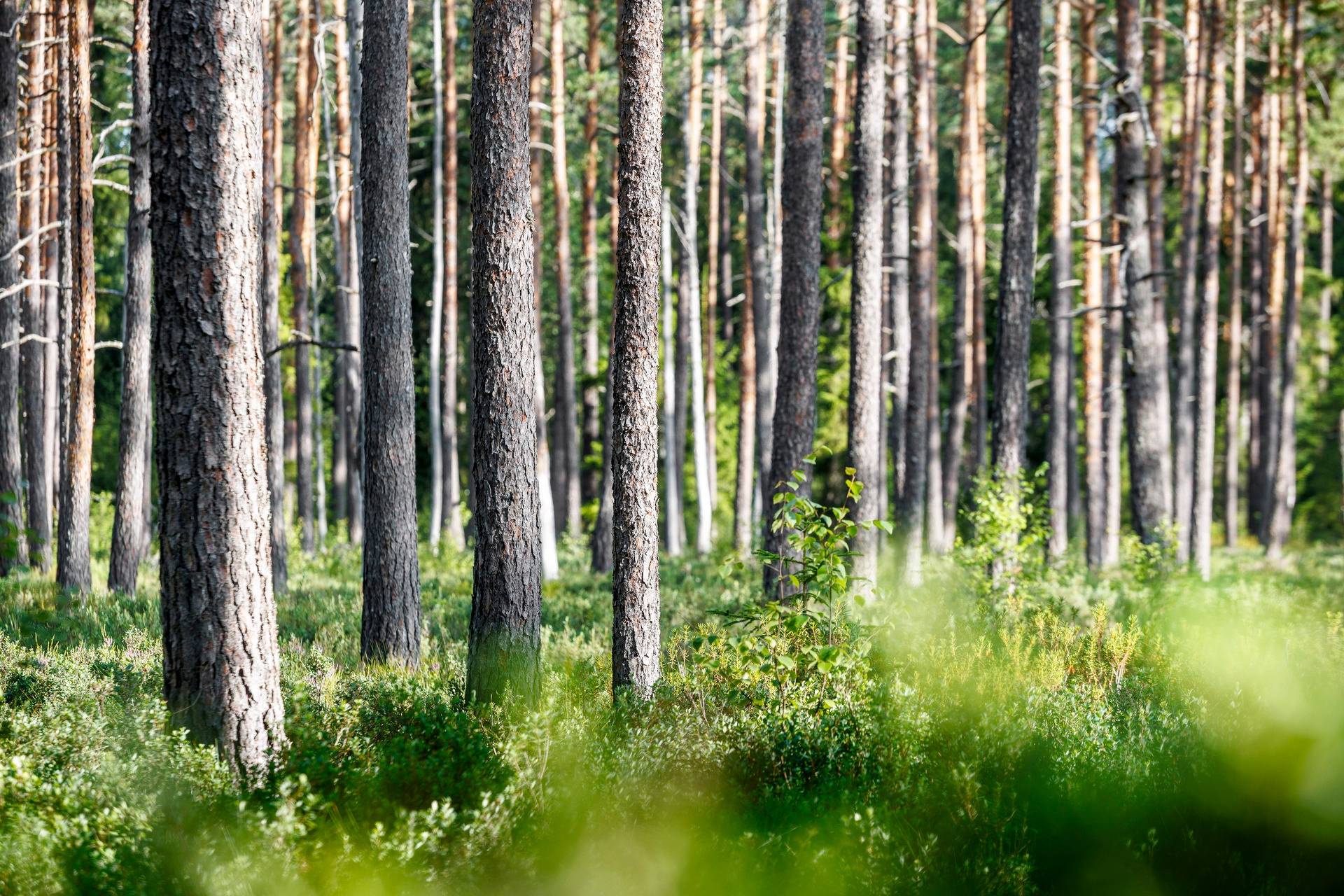 Gård med jordbruk på Apelskift Habo kommun - bild 35
