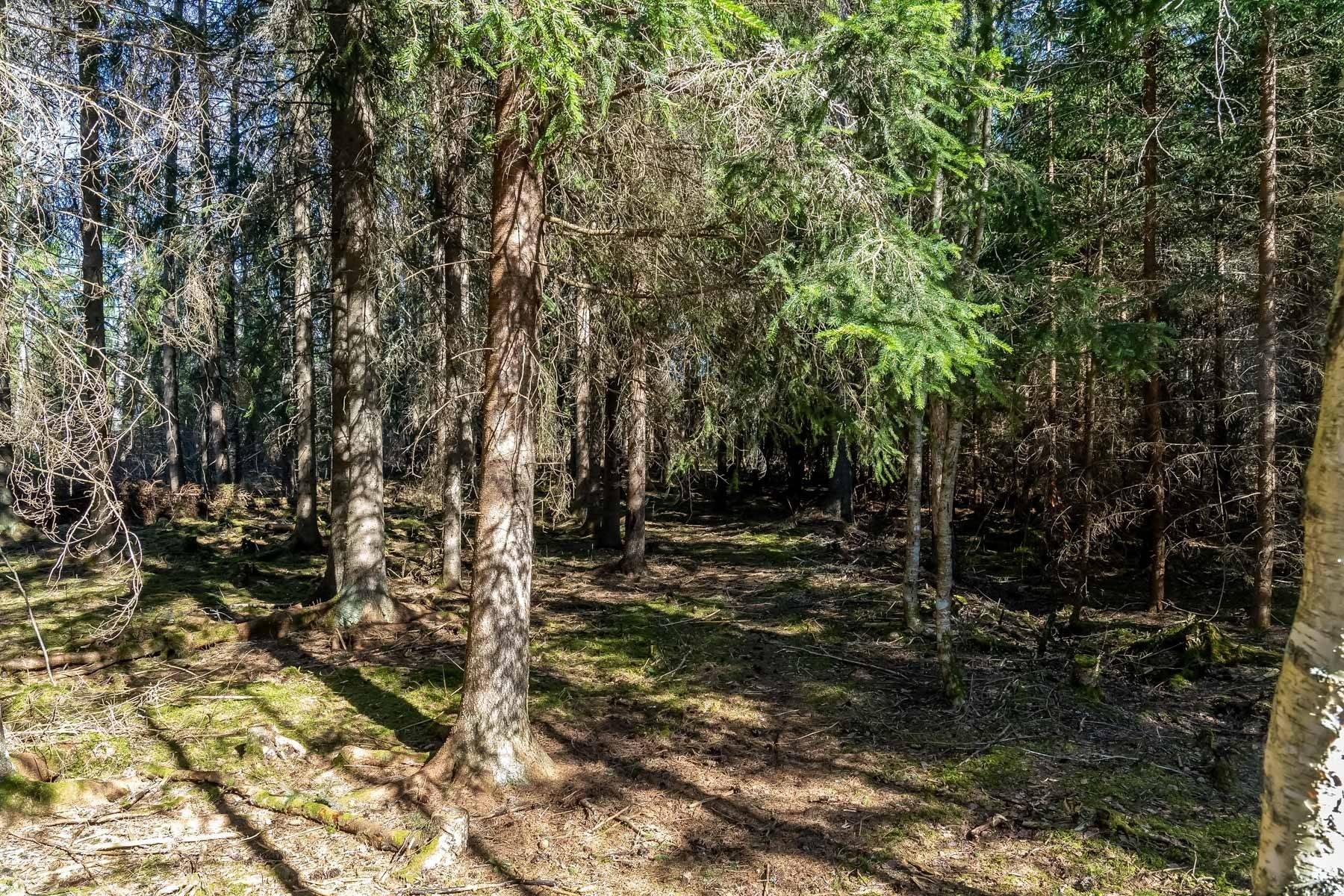 Gård med skogsbruk på del av RÄTTVIK VÄSTBERG 15:31 & NITTSJÖ 17:15 Rättviks kommun - bild 6