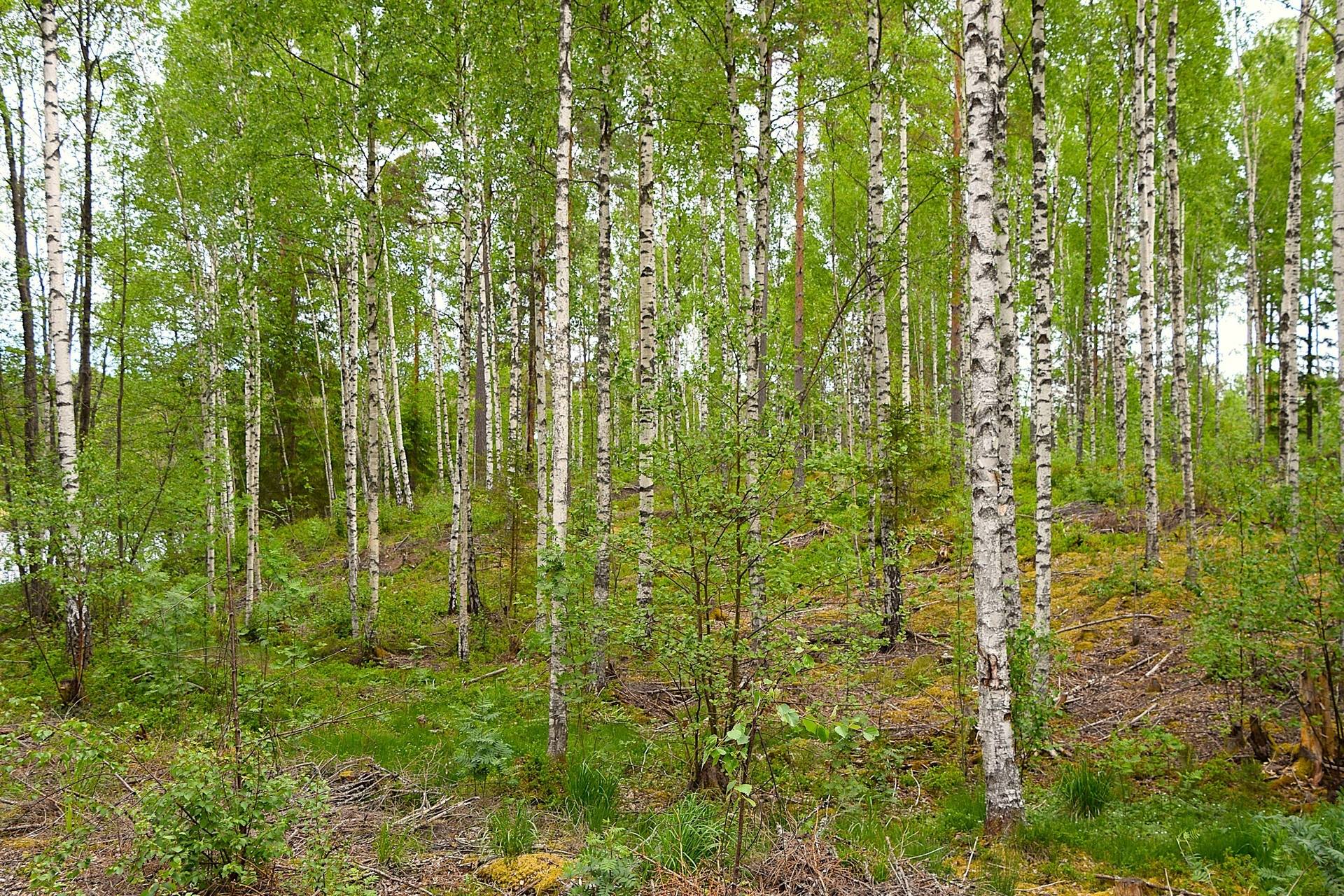 6 rum Gård med jordbruk på Ökna Gård Ökna Storfors kommun - bild 43