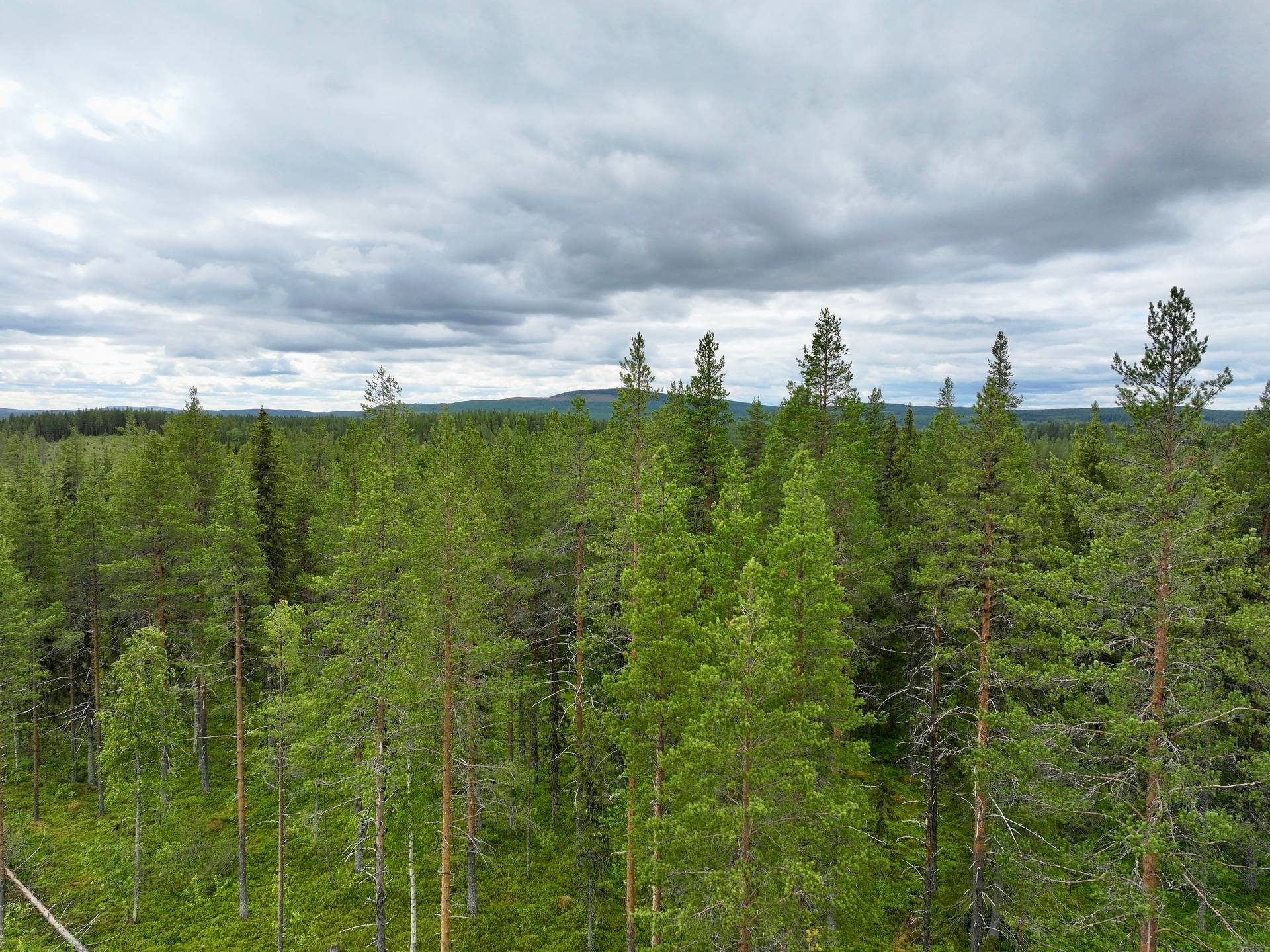 Gård/skog på Björksele 1:44 Lycksele kommun - bild 11