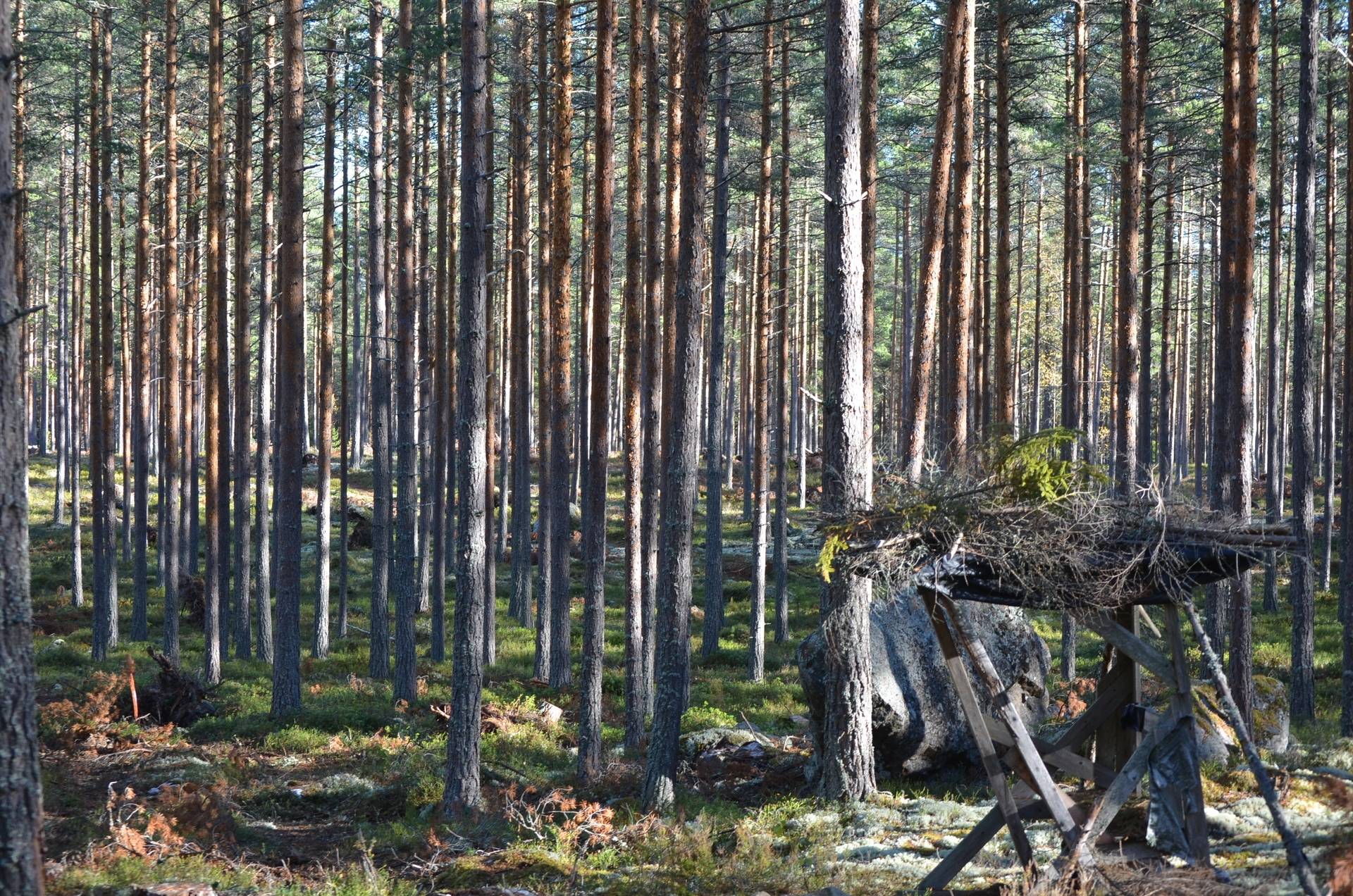 Gård med skogsbruk på Utanmyra Falu kommun - bild 10