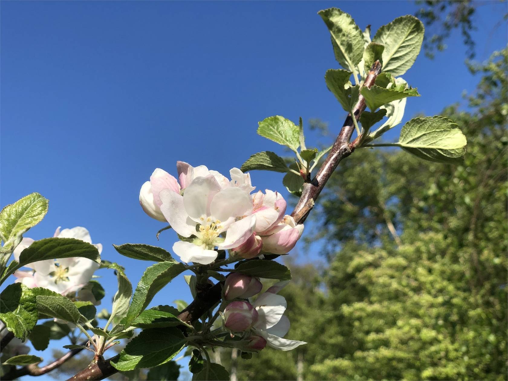 3 rum Villa på Ripstigen 17 Espevik Varbergs kommun - bild 37
