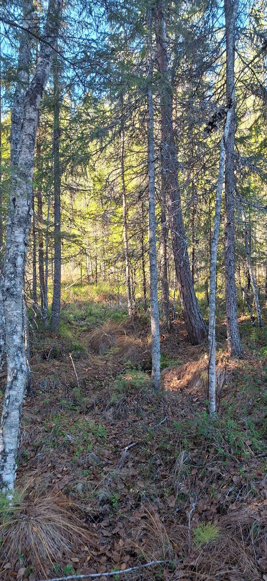 Gård med skogsbruk på Älvsbyn högheden 8:4, 8:5 & Piteå Björkheden 1:6 Älvsbyn Älvsbyns kommun - bild 6