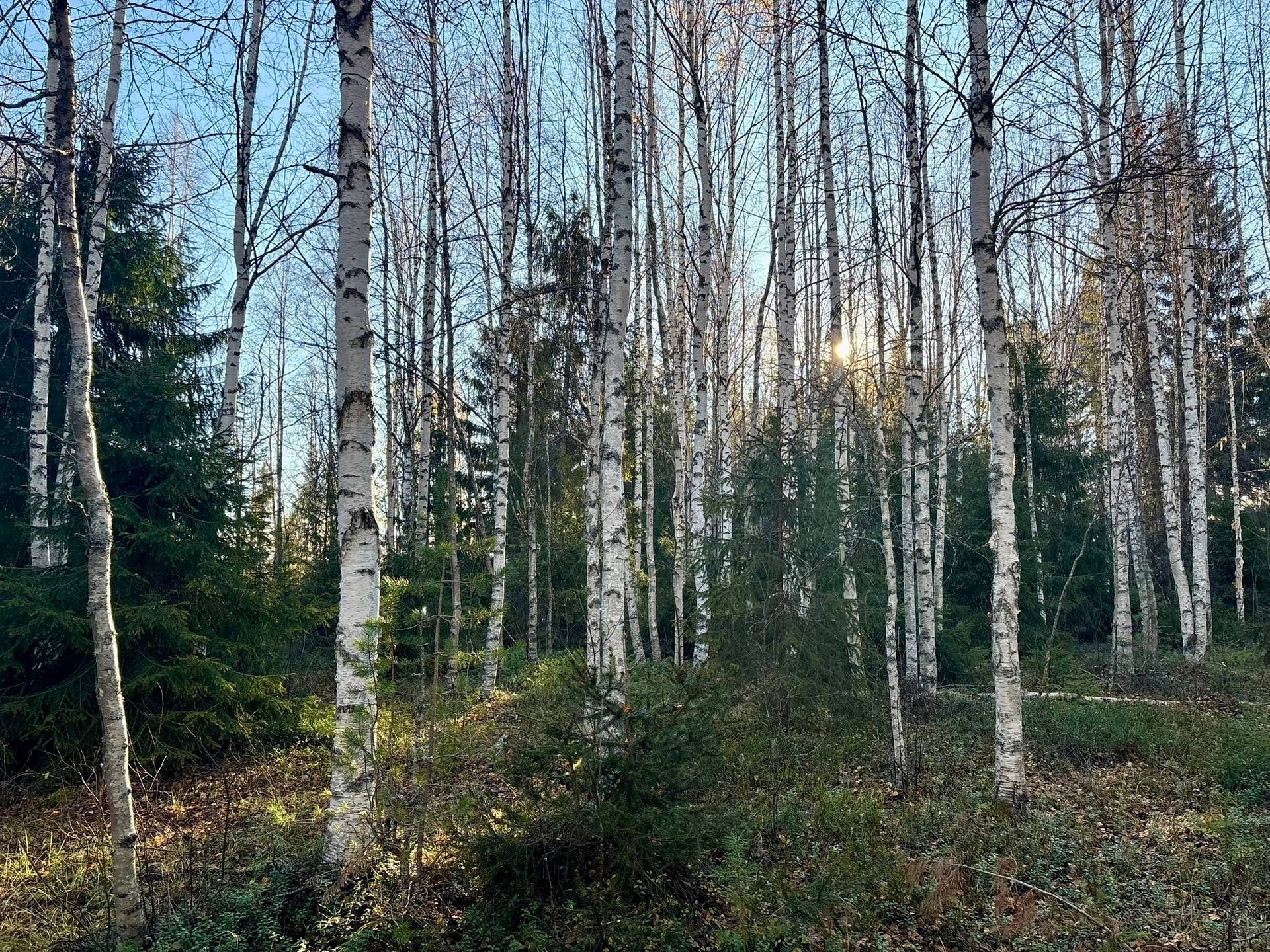Gård/skog på Granön 4:6 Vindelns kommun - bild 15