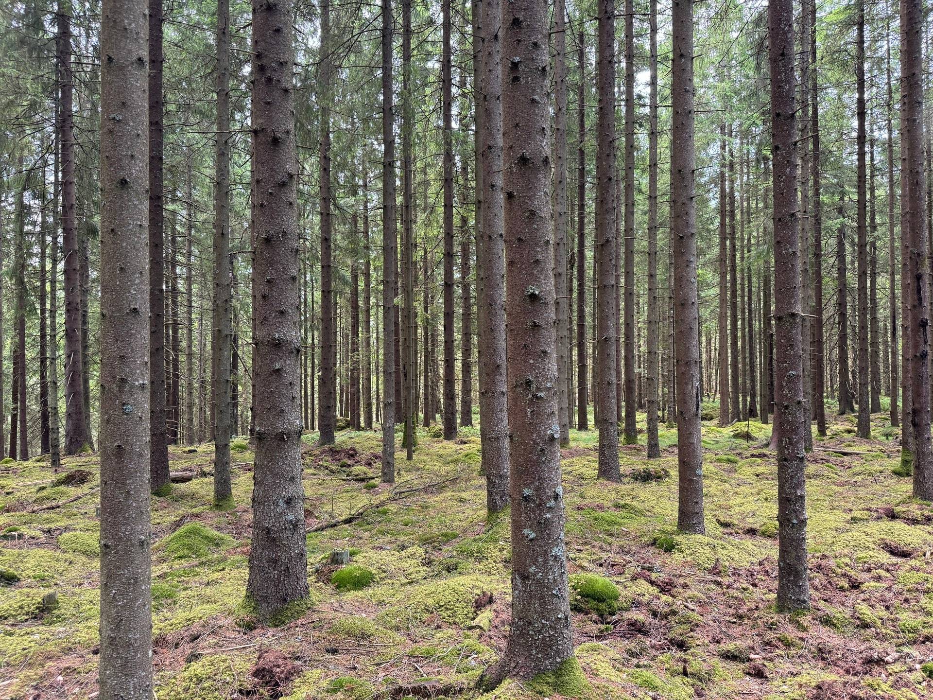 Gård med jordbruk på Ringestena Lillegården 1 Ringestena Svenljunga kommun - bild 41