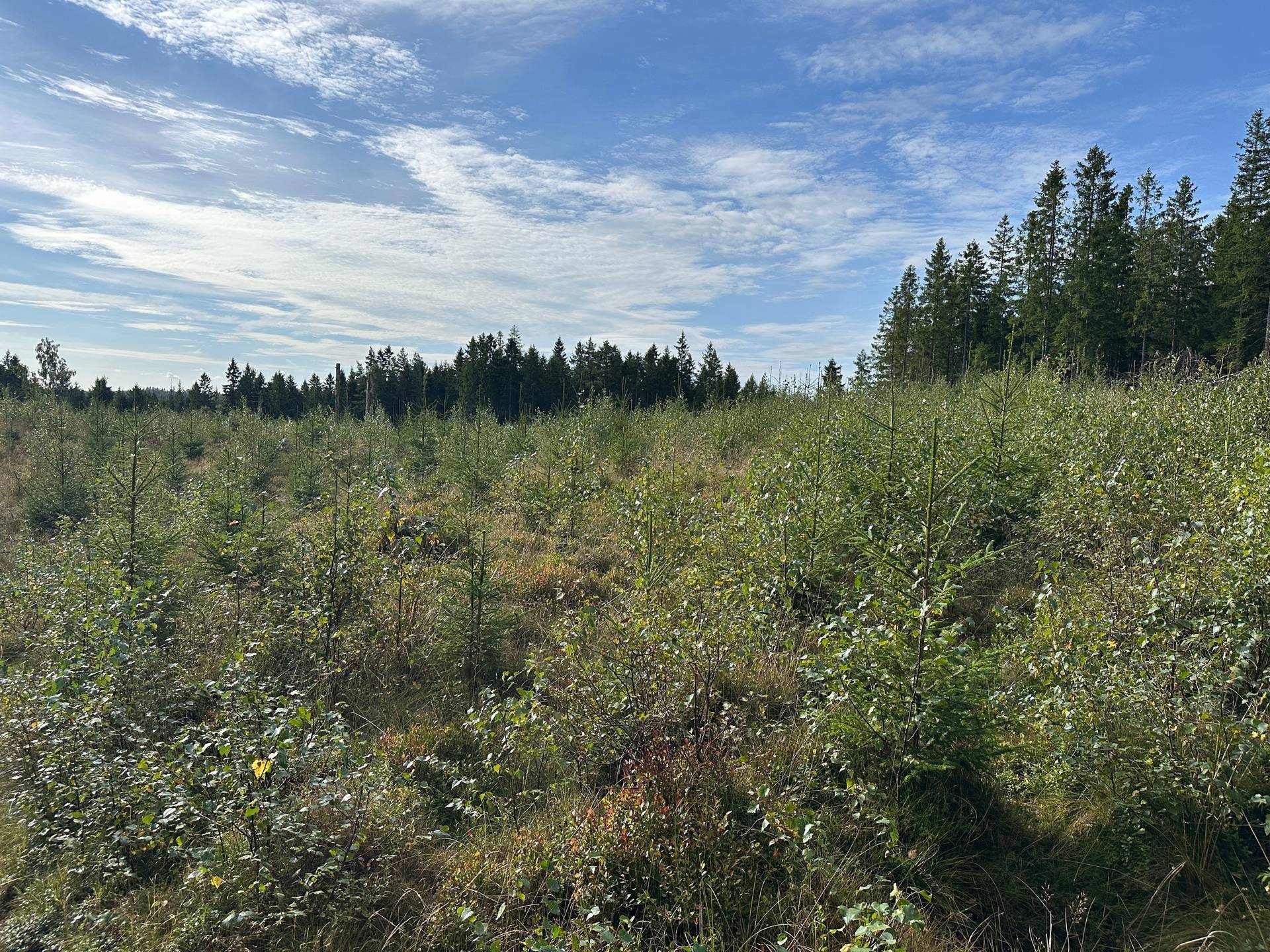 Gård med skogsbruk på MARK ANABÄCKSHULT 2:14 Anabäckshult Marks kommun - bild 31