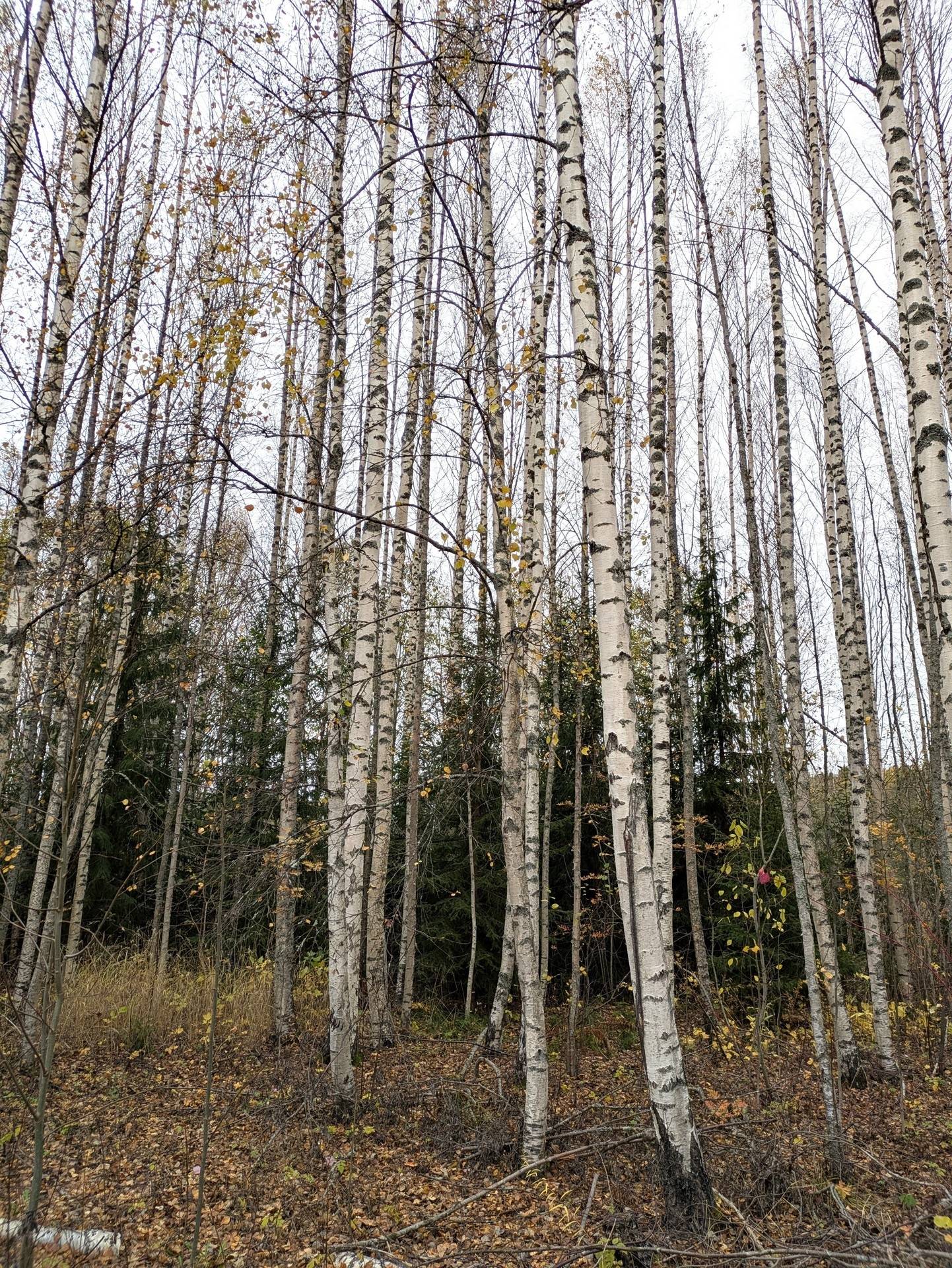 Gård/skog på Skogsfastighet Åckne 3:3 Gnarp Nordanstigs kommun - bild 4