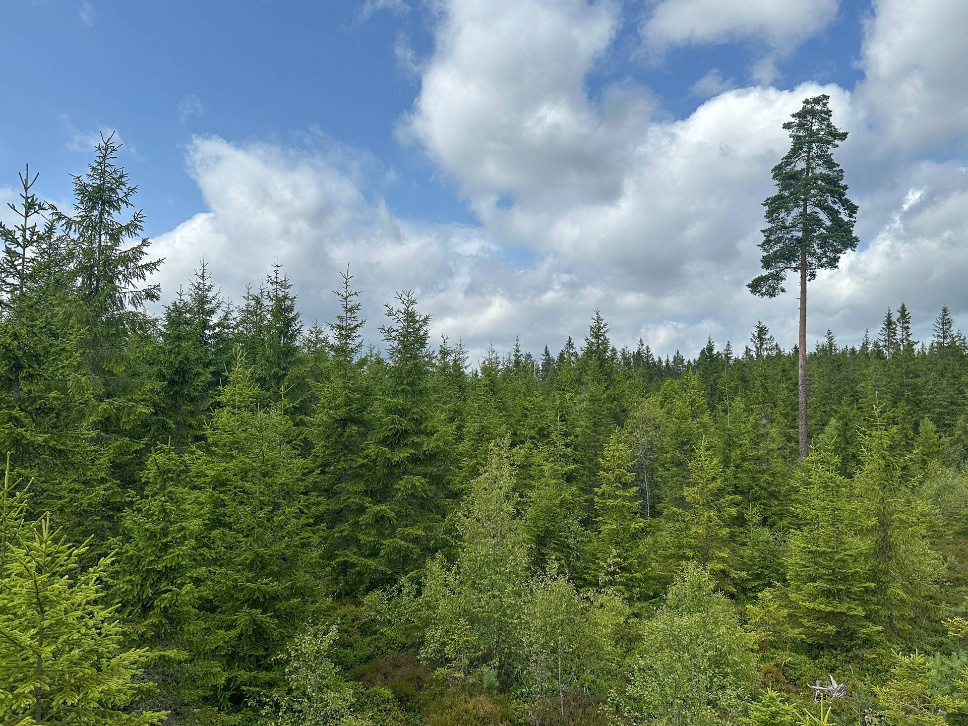 Gård/skog på Lid 4:5 Ulricehamns kommun - bild 11