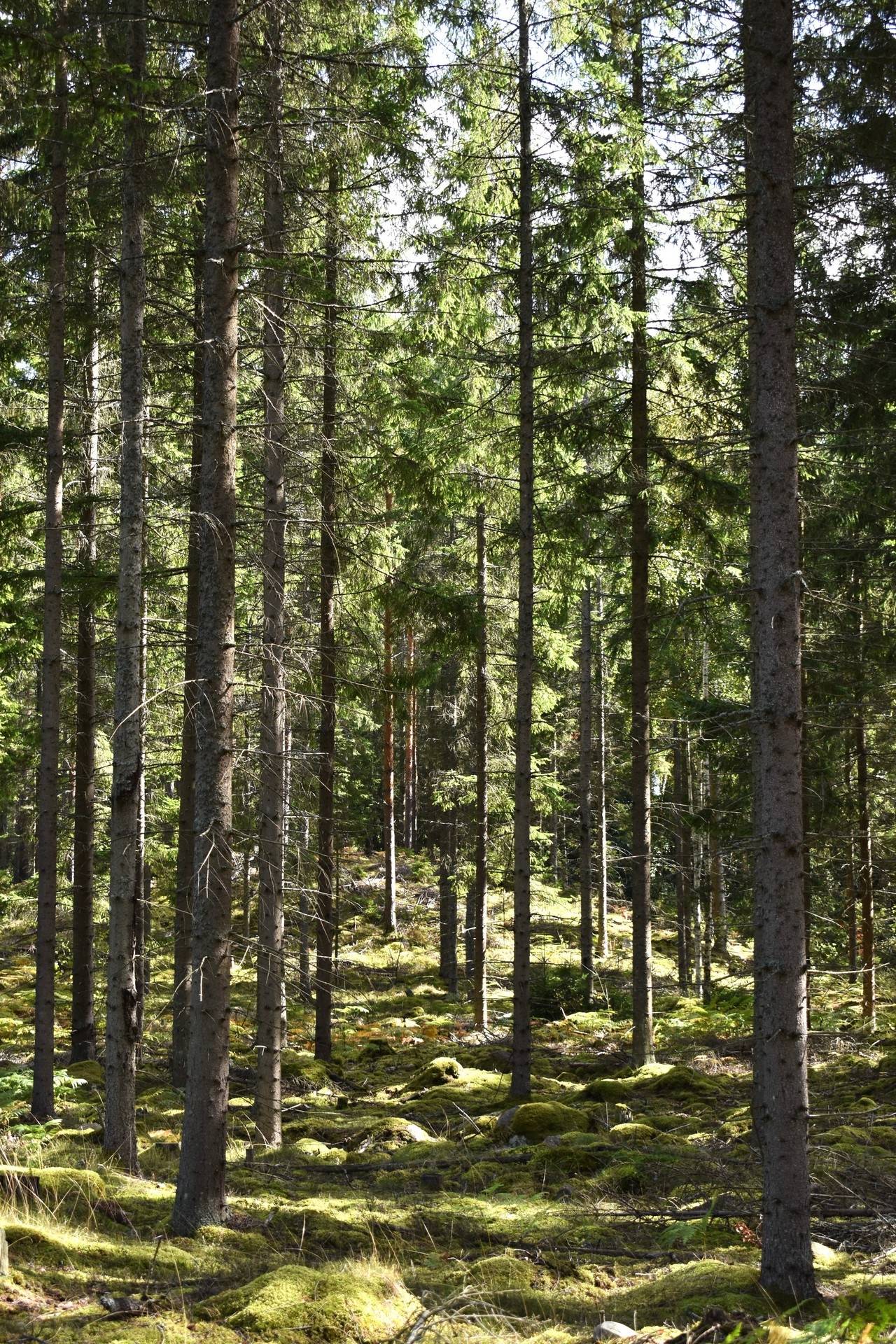 Gårdsryd, Nybro kommun