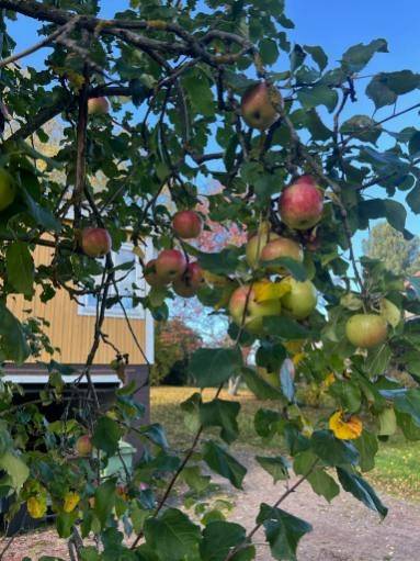 7 rum Villa på Abrahamsvägen 3 Bollnäs Bollnäs kommun - bild 21