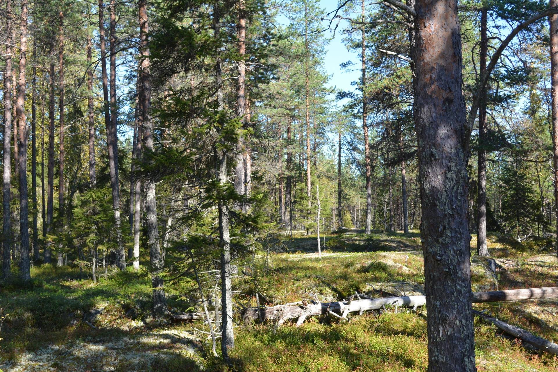 Gård/skog på Sundom Luleå kommun - bild 9