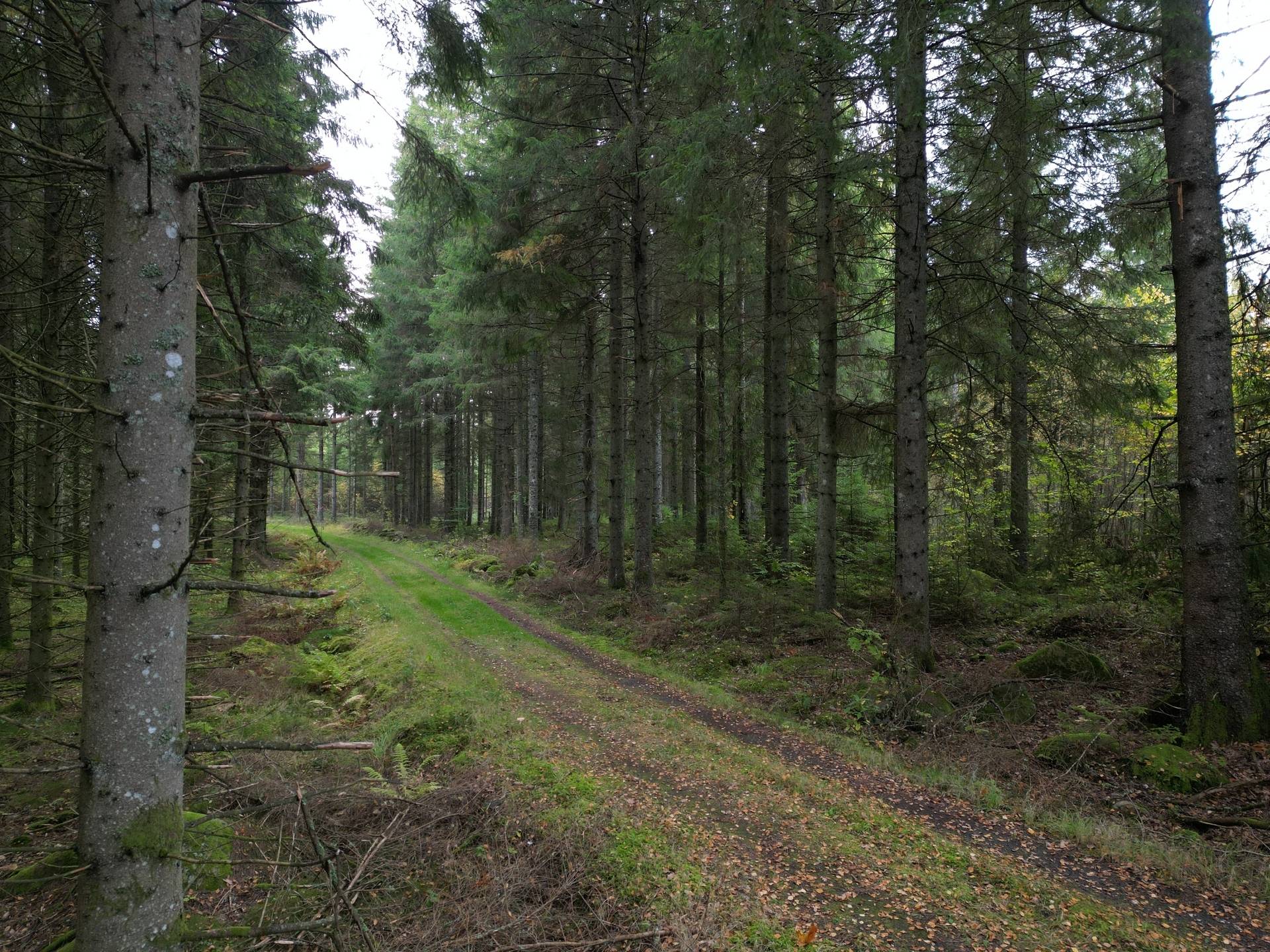 Gård med jordbruk på Yttrebo 107 Hylte kommun - bild 11