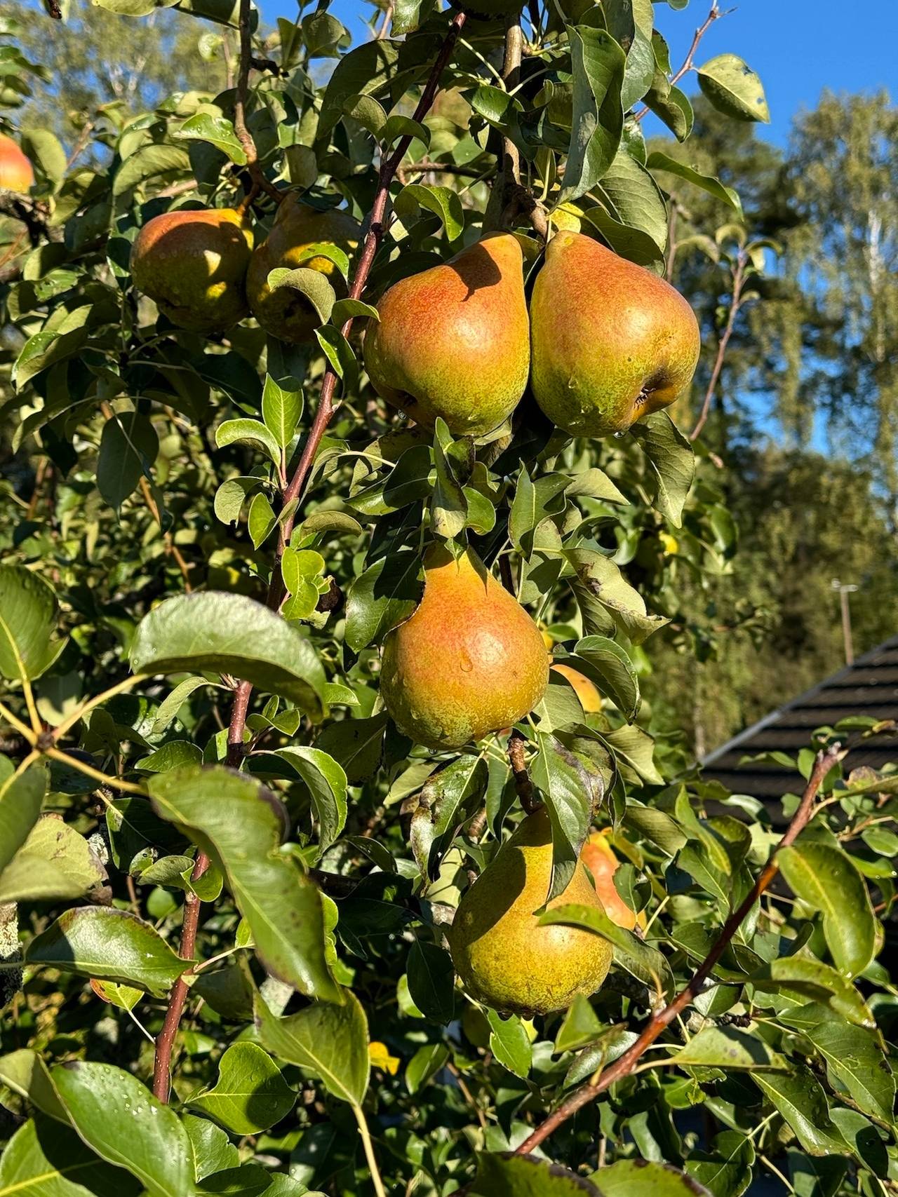 4 rum Villa på Bergsgatan 14 Valskog Kungsörs kommun - bild 34