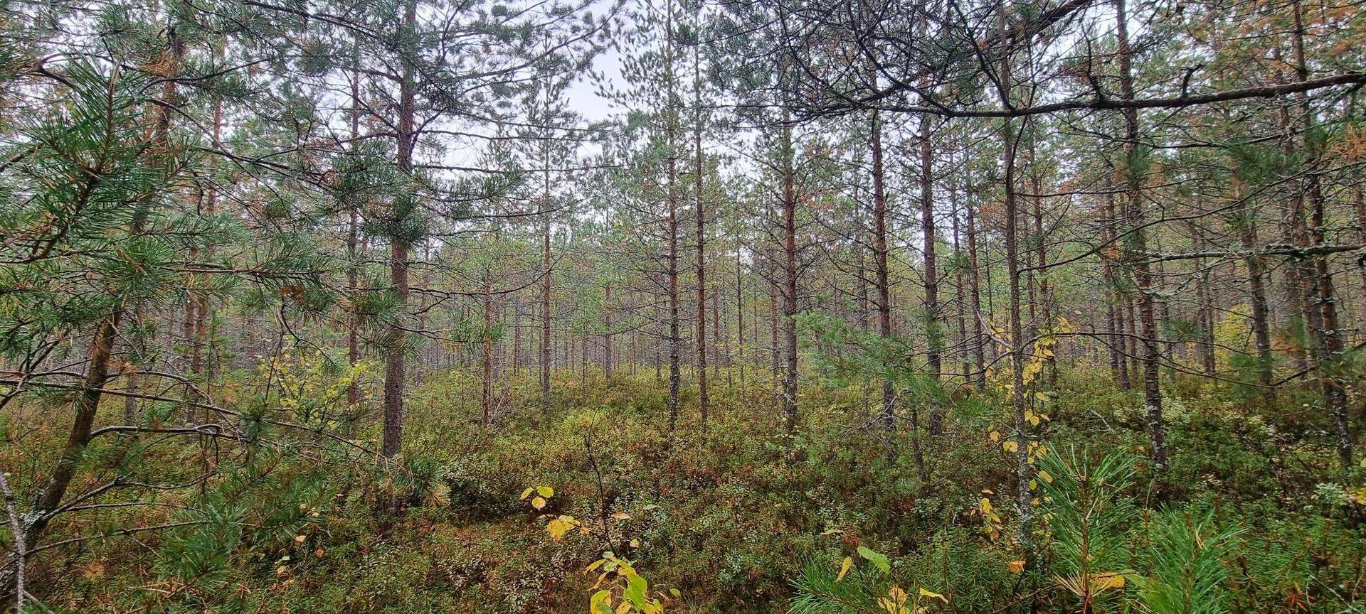 Gård/skog på Vamsta, intill naturreservatet Östhammars kommun - bild 19