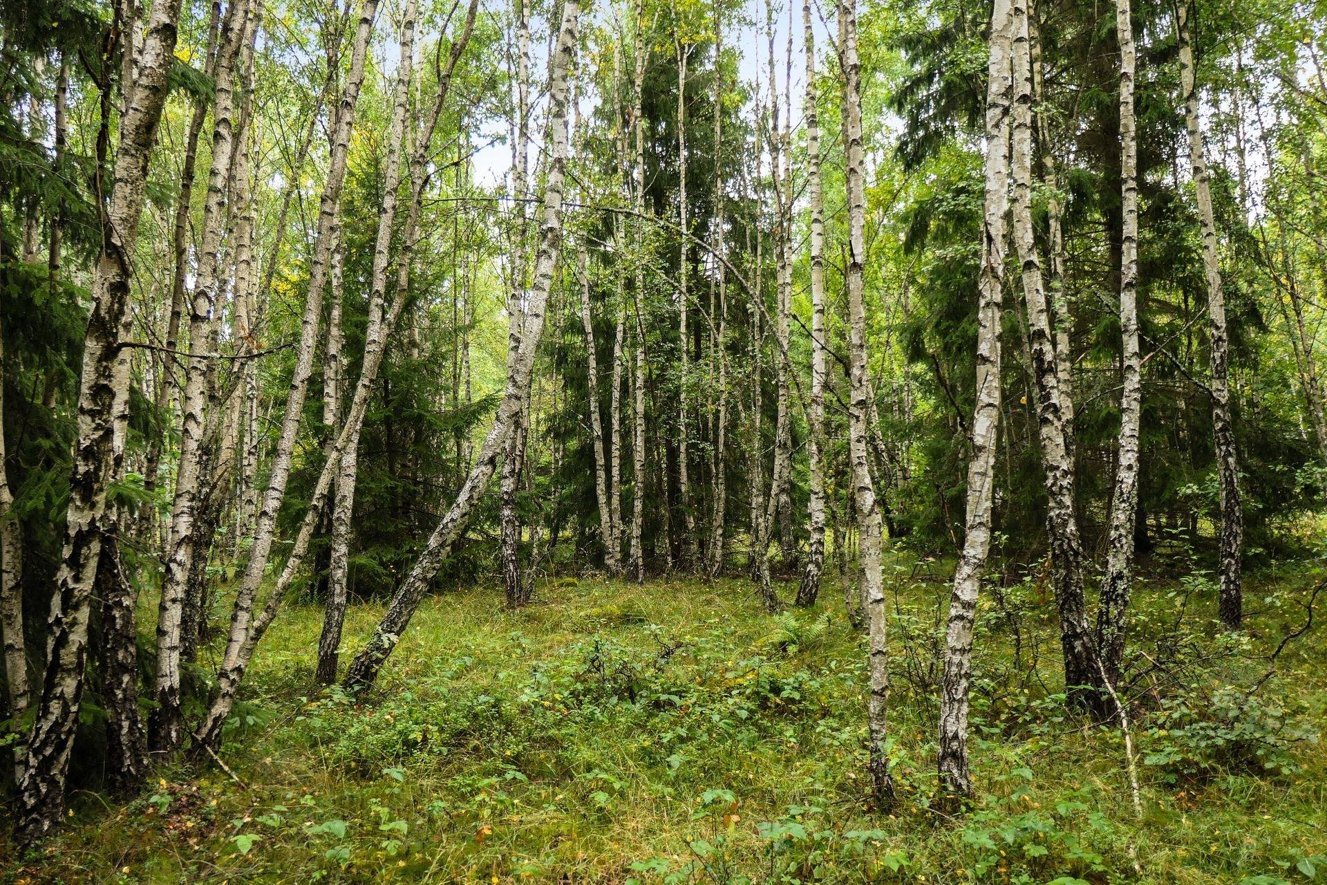 Gård/skog på Galneryd 1 Hjo kommun - bild 9