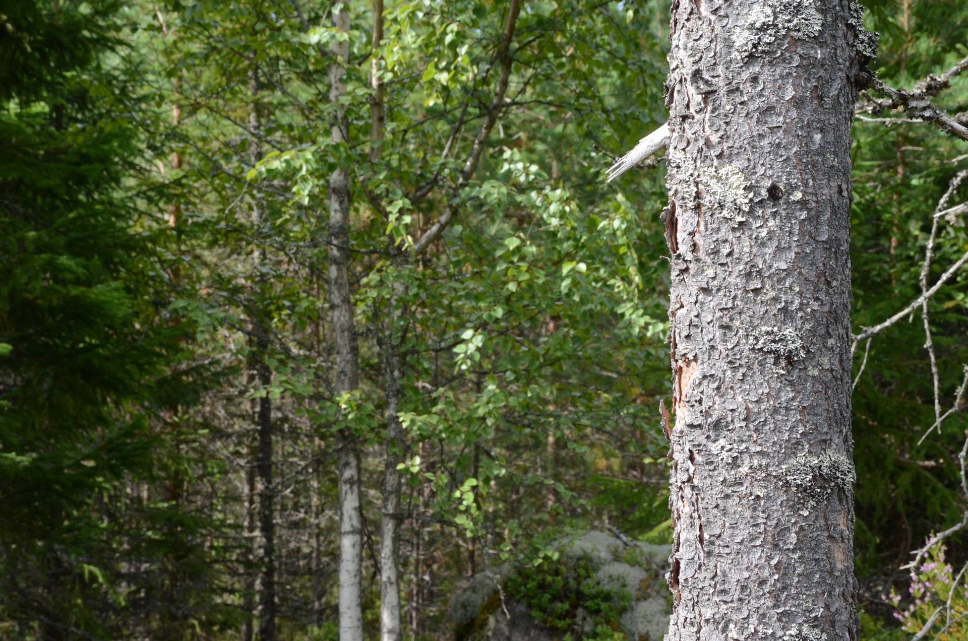 Gård med skogsbruk på Bispbergshyttan & Bosjön Säters kommun - bild 26
