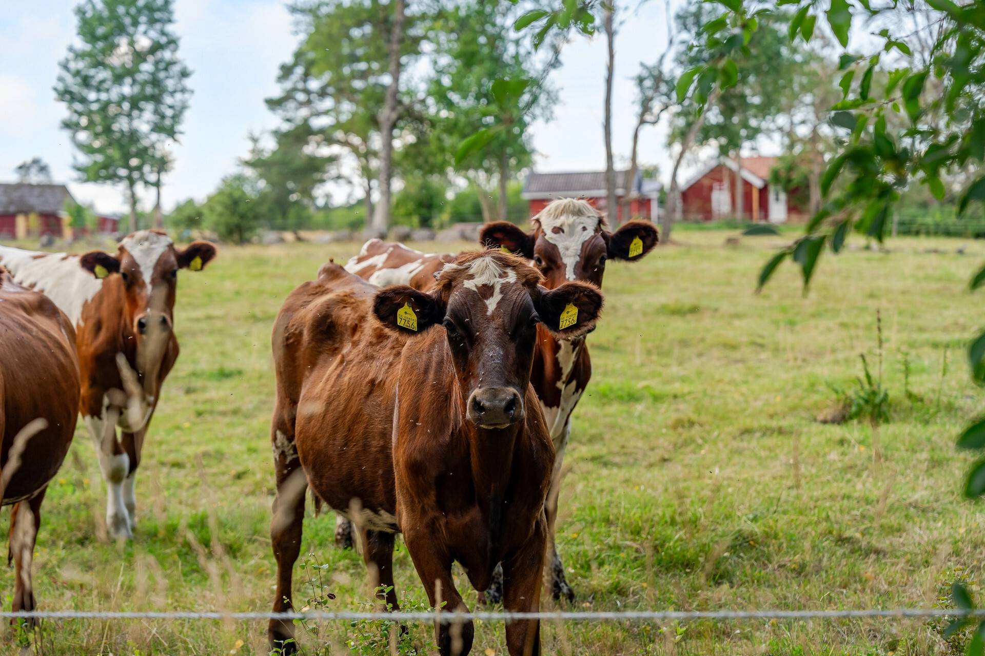 2 rum Fritidsboende på Synnerby Dambo 1 Synnerby Skara kommun - bild 30
