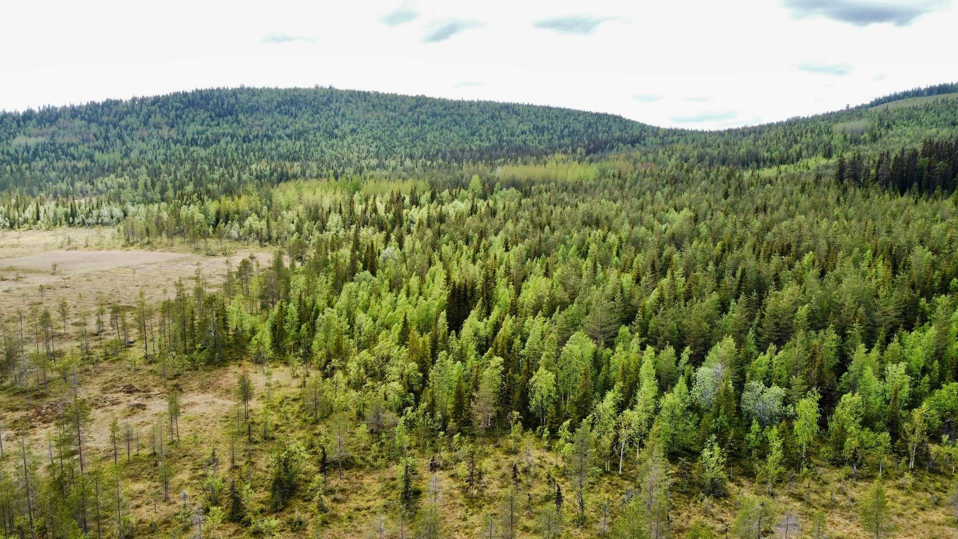 Gård/skog på Granberget Malå kommun - bild 2