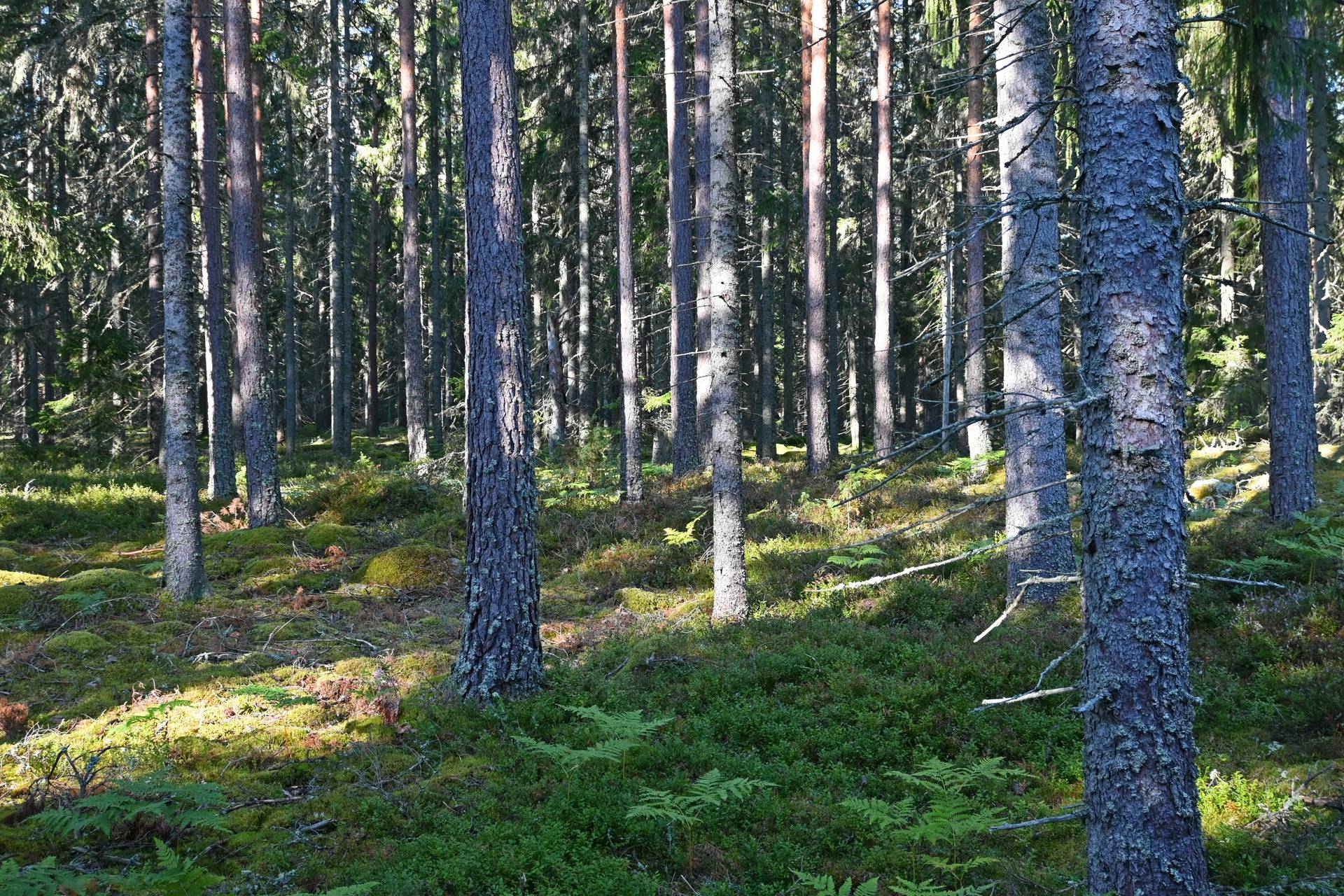 Gård/skog på Skogsfastighet Emmaboda/Hermanstorp, 95 ha Emmaboda kommun - bild 8