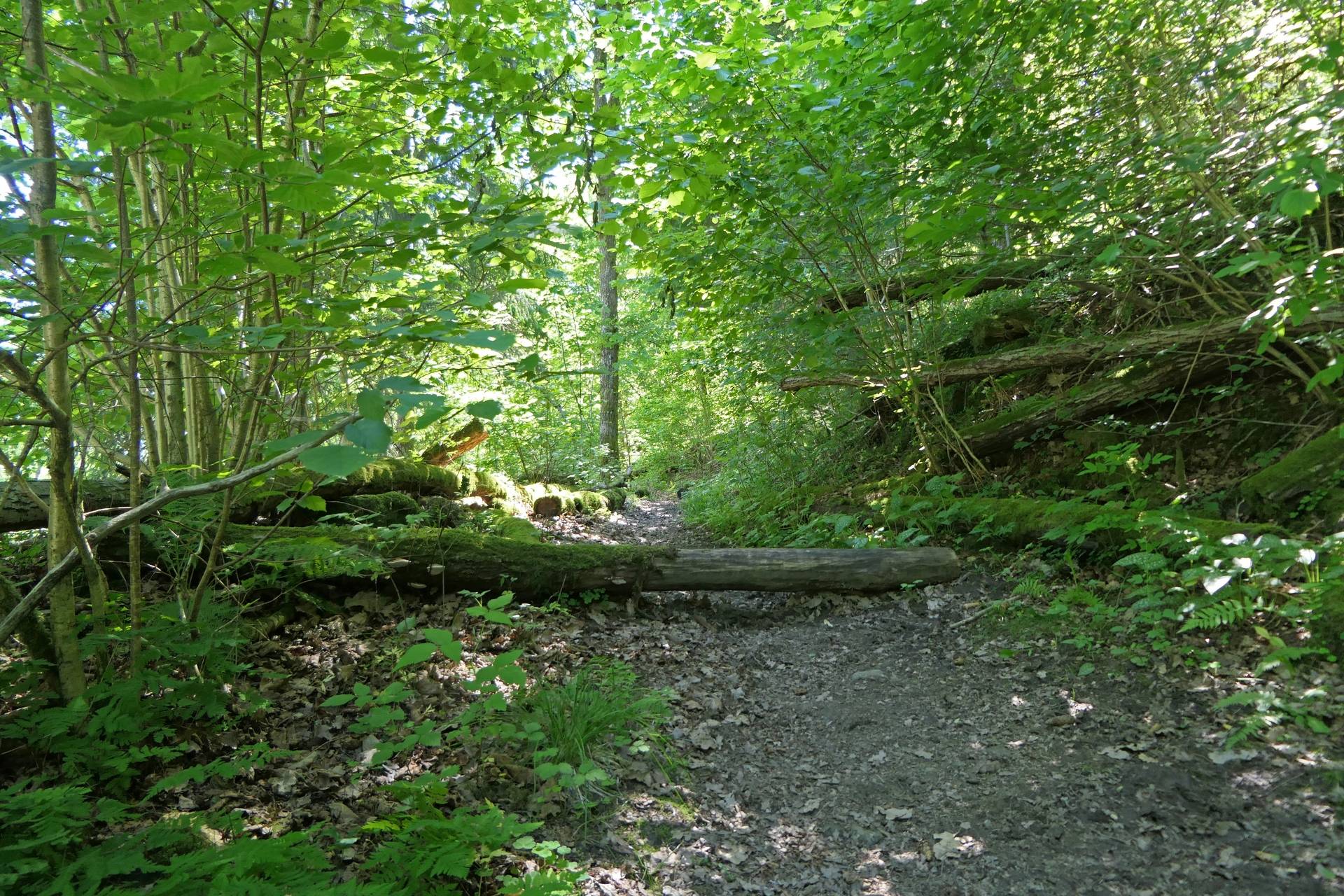 Gård/skog på Skvalpan Göteborgs kommun - bild 6