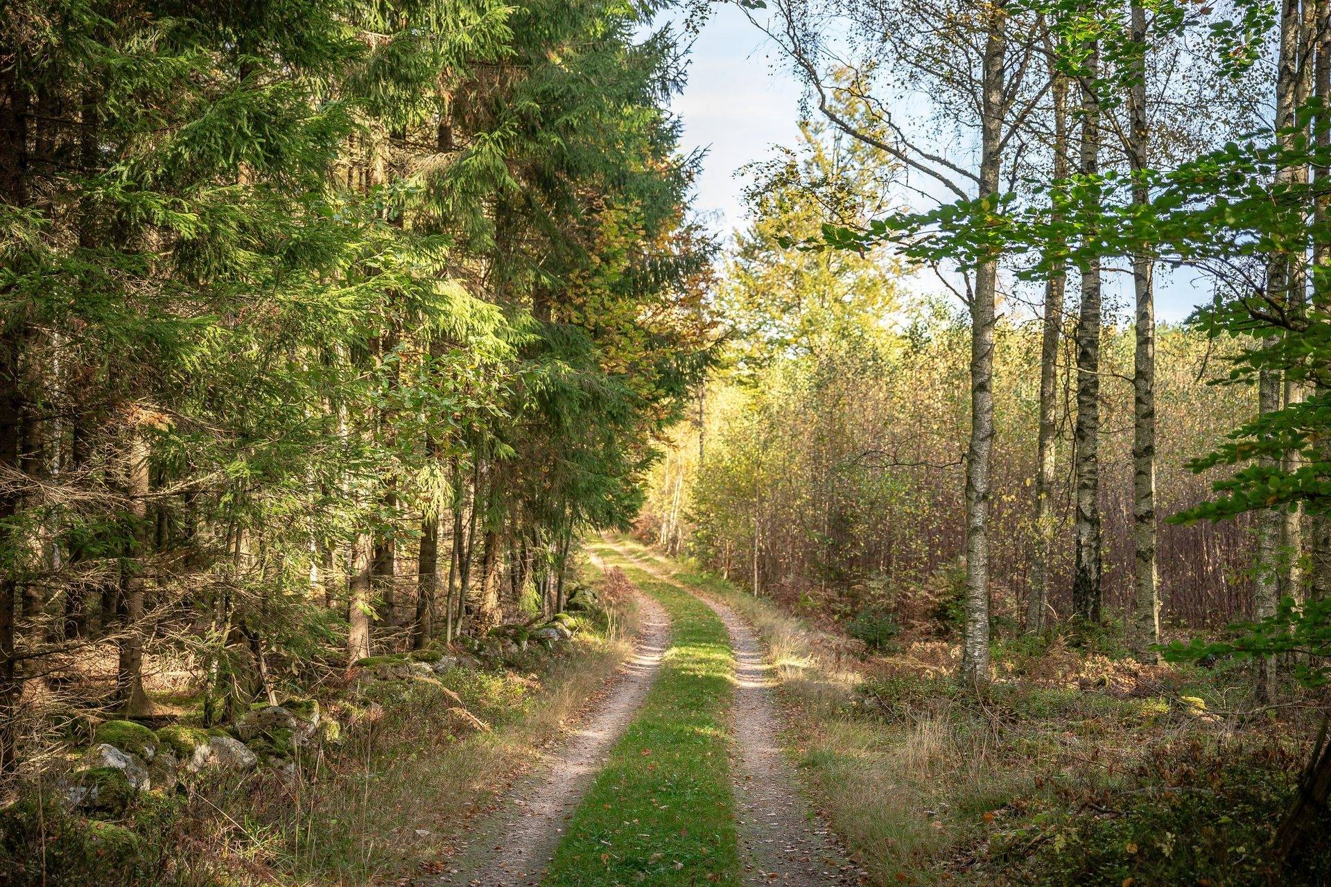 Gård/skog på Jägersborgsvägen Hässleholms kommun - bild 13