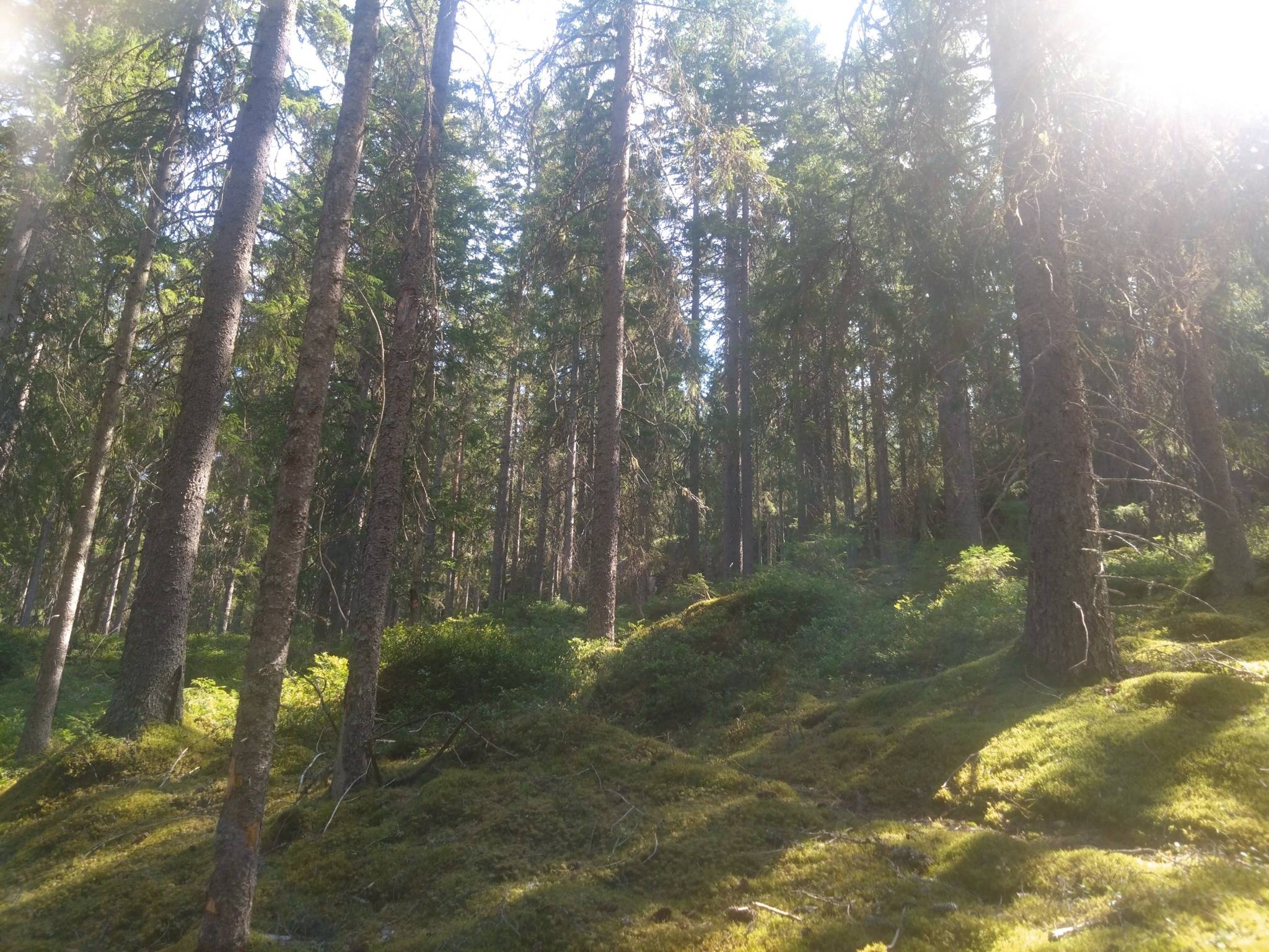 Gård/skog på Hyttskogen Resta Lindesbergs kommun - bild 6