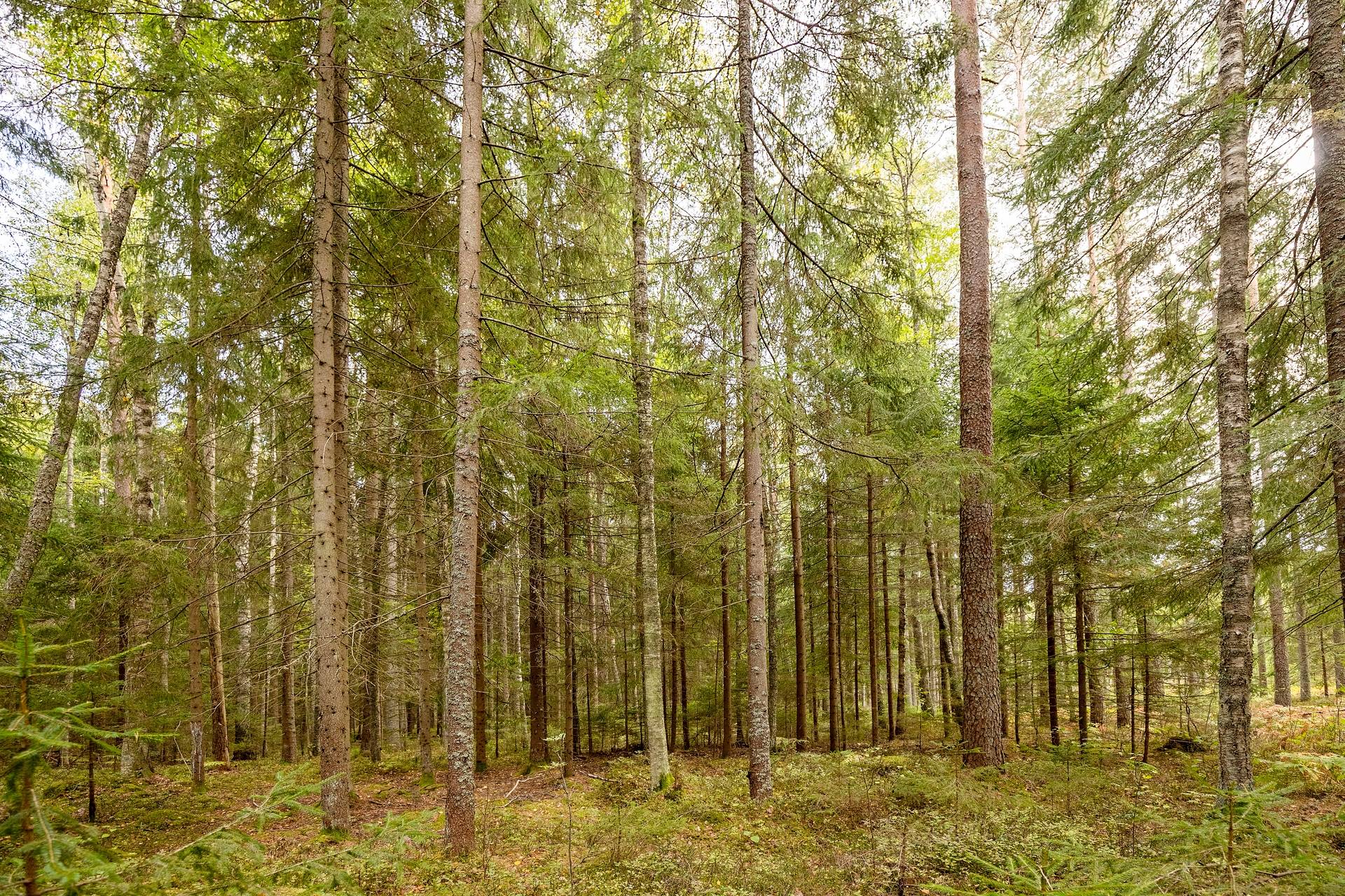 Gård med skogsbruk på Skogalund Lekebergs kommun - bild 16